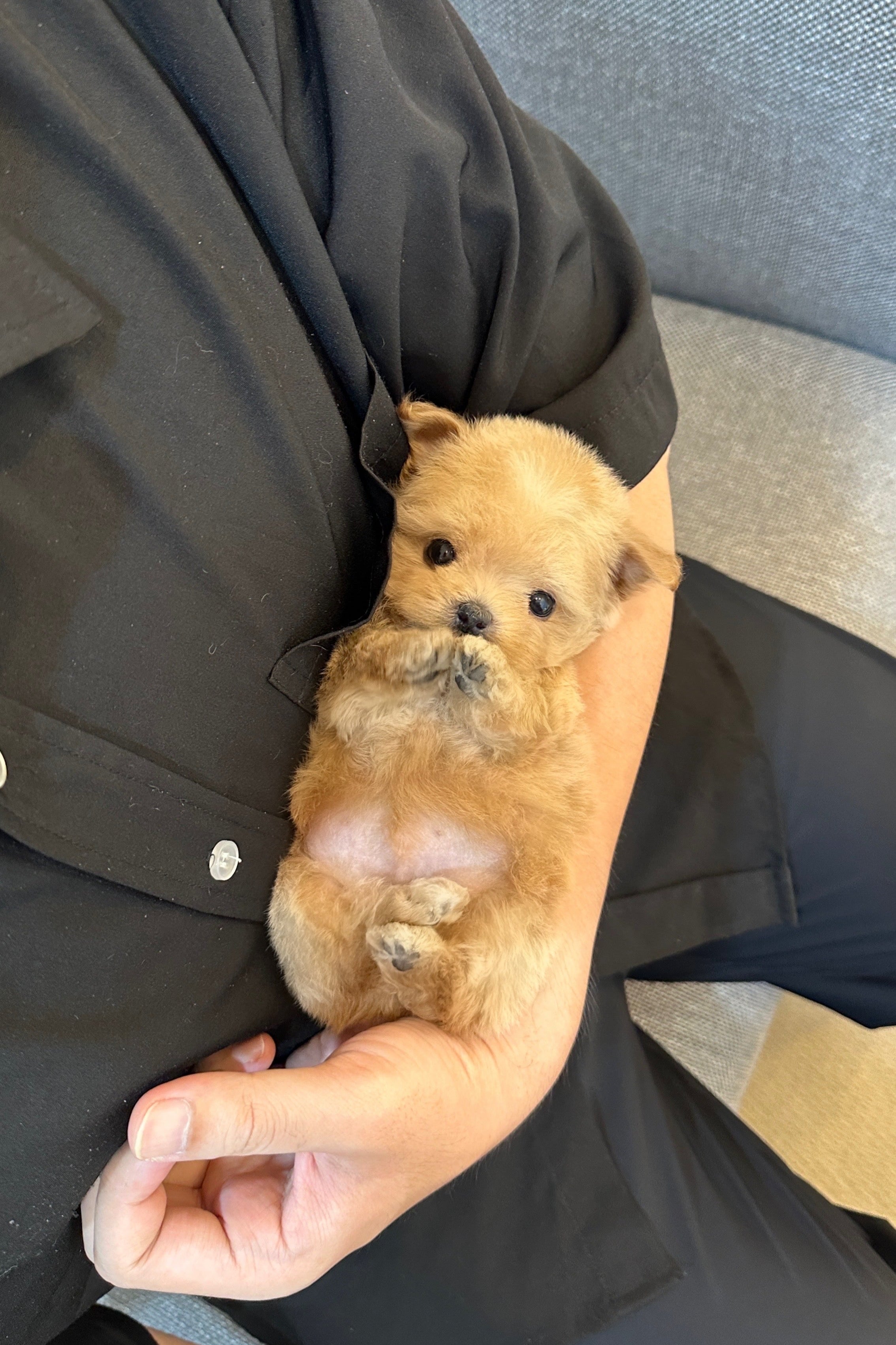 SUA - FEMALE (MALTIPOO)