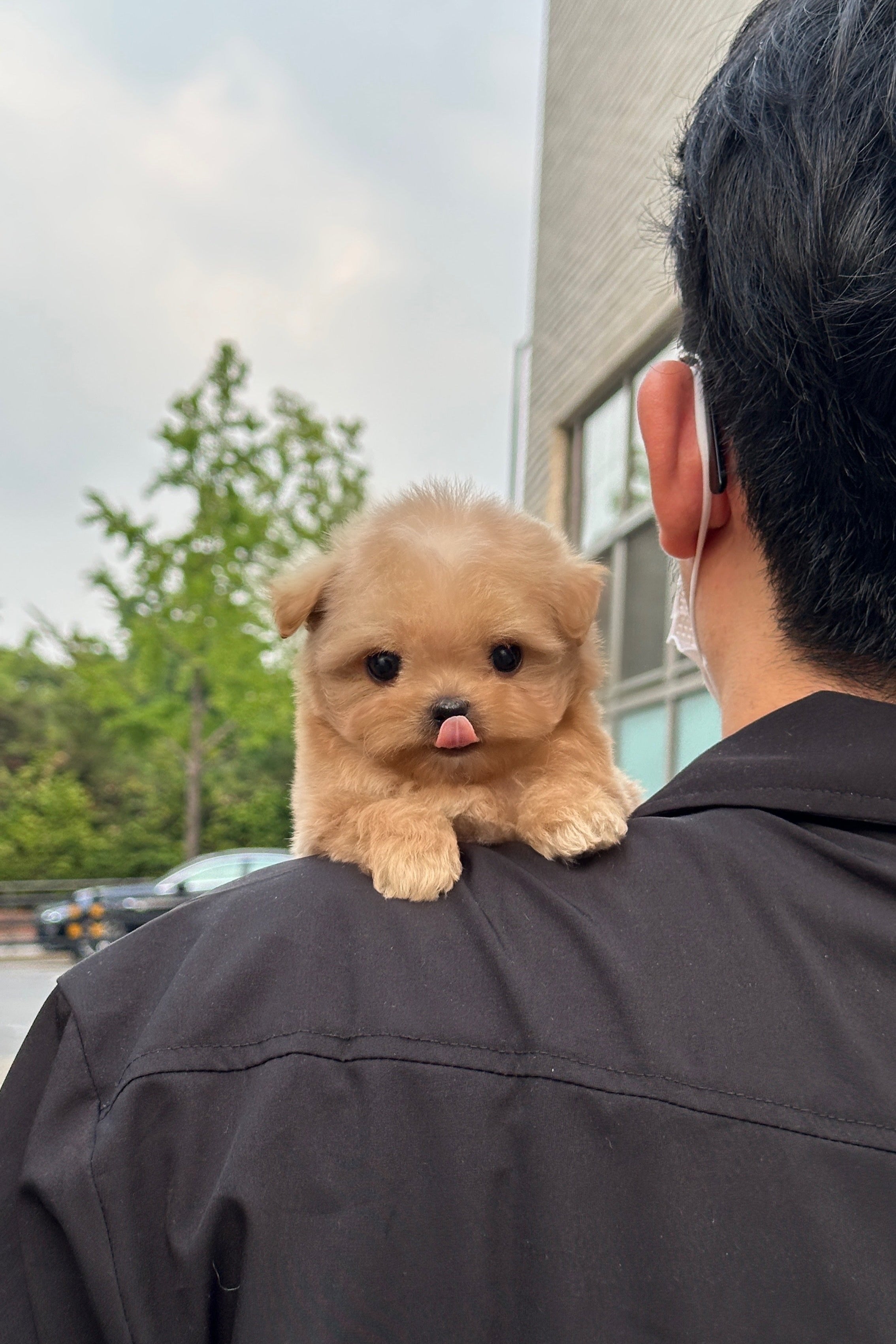 SUA - FEMALE (MALTIPOO)