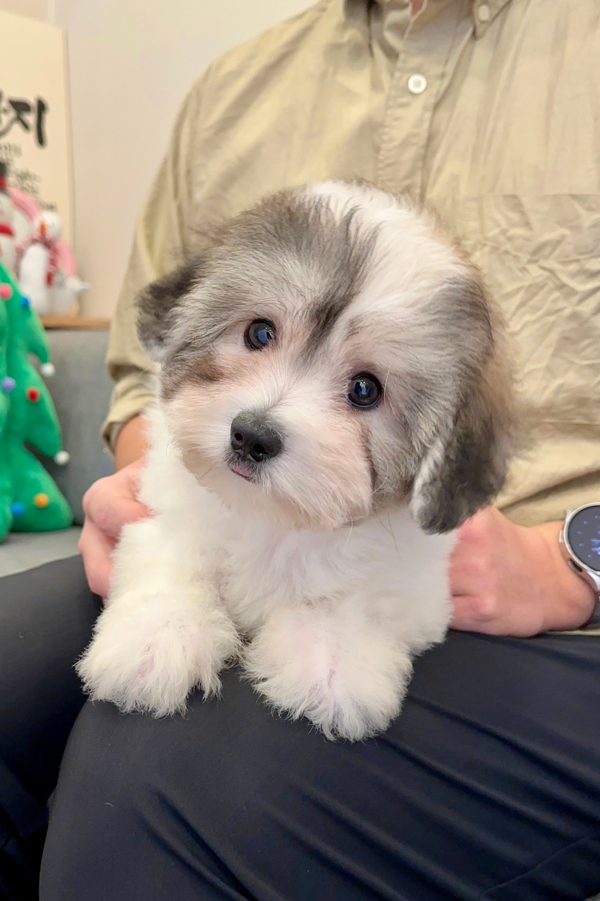 DAL - FEMALE (COTON DE TULEAR)