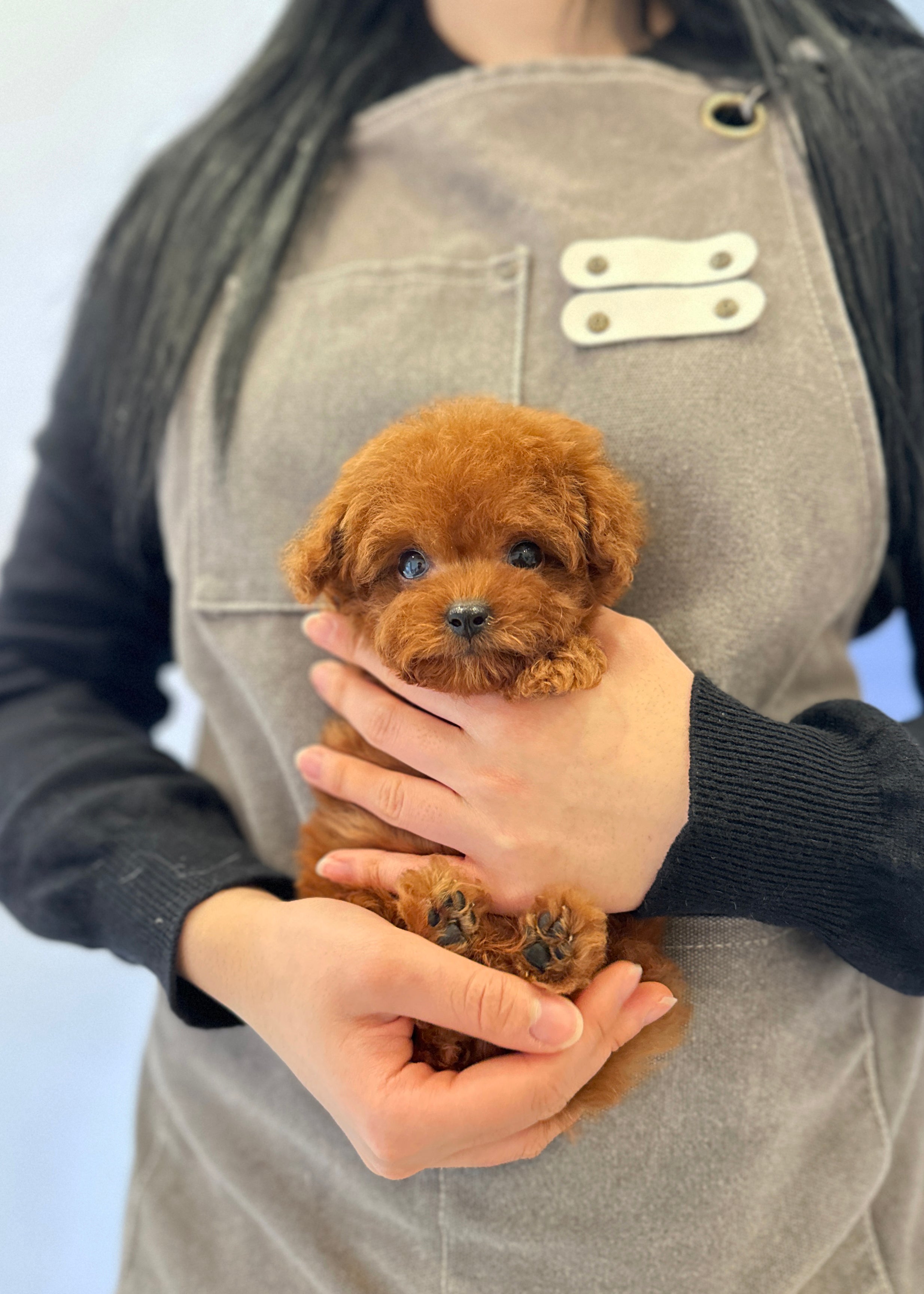 ANDREW - MALE (TEACUP POODLE)