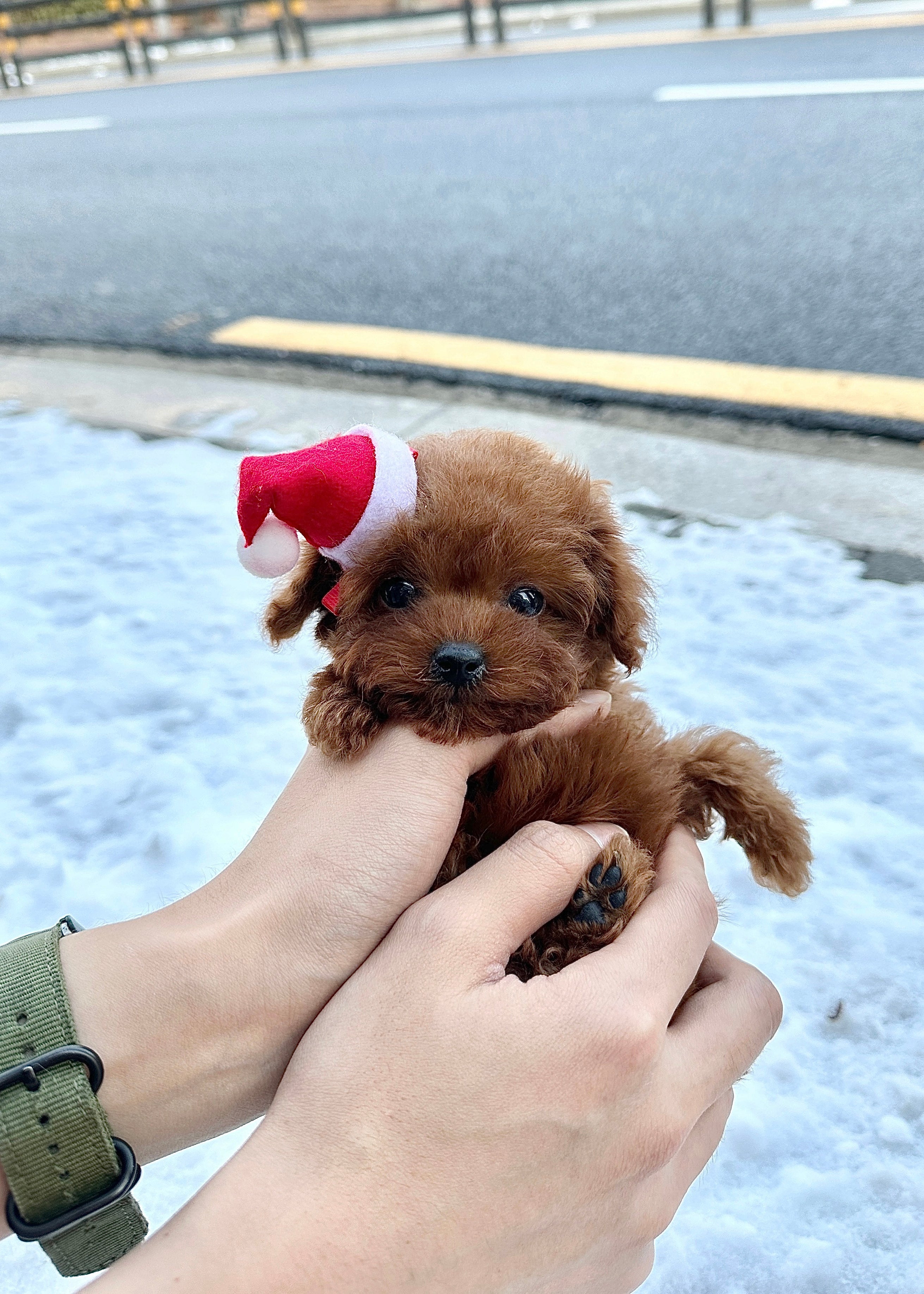 Micro teacup fashion poodle puppies for