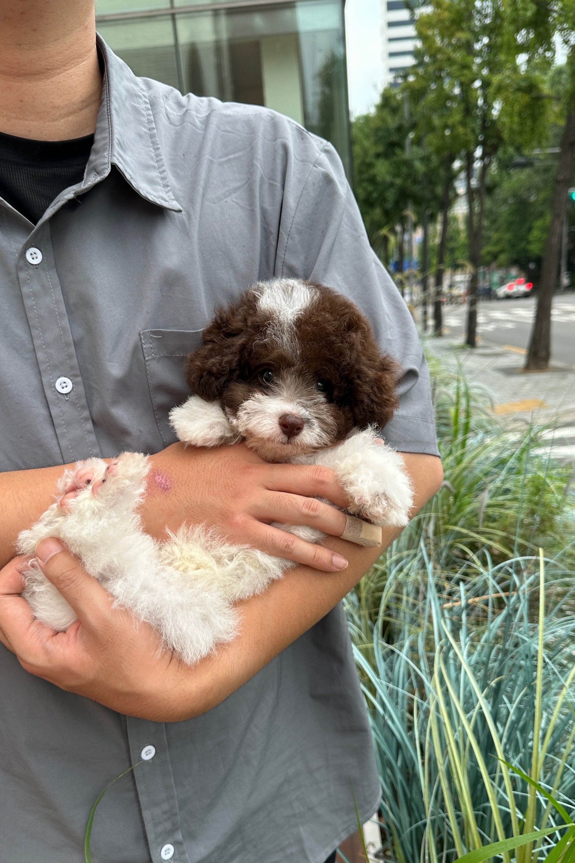 CHOCO - MALE (TOY POODLE)