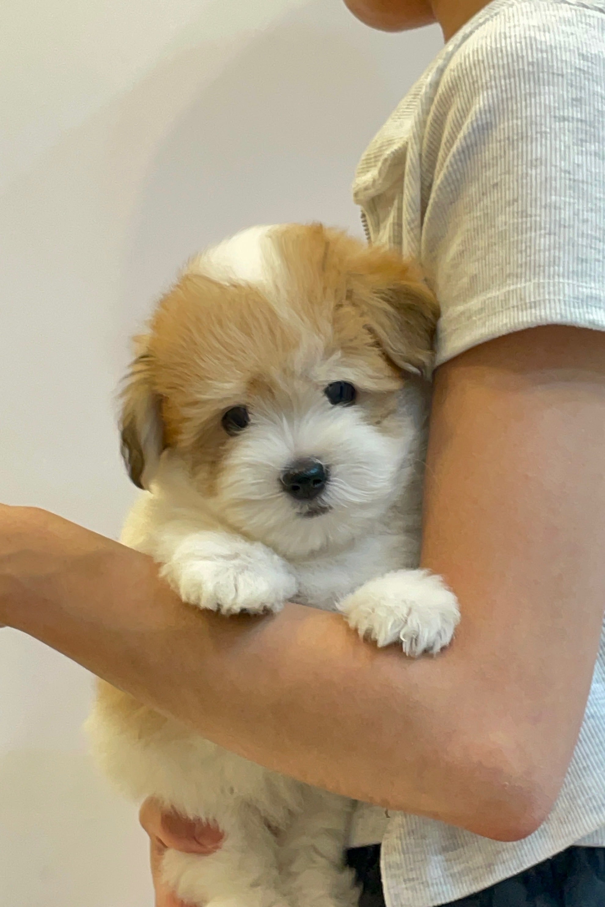 SUNSHINE - FEMALE (COTON DE TULEAR)
