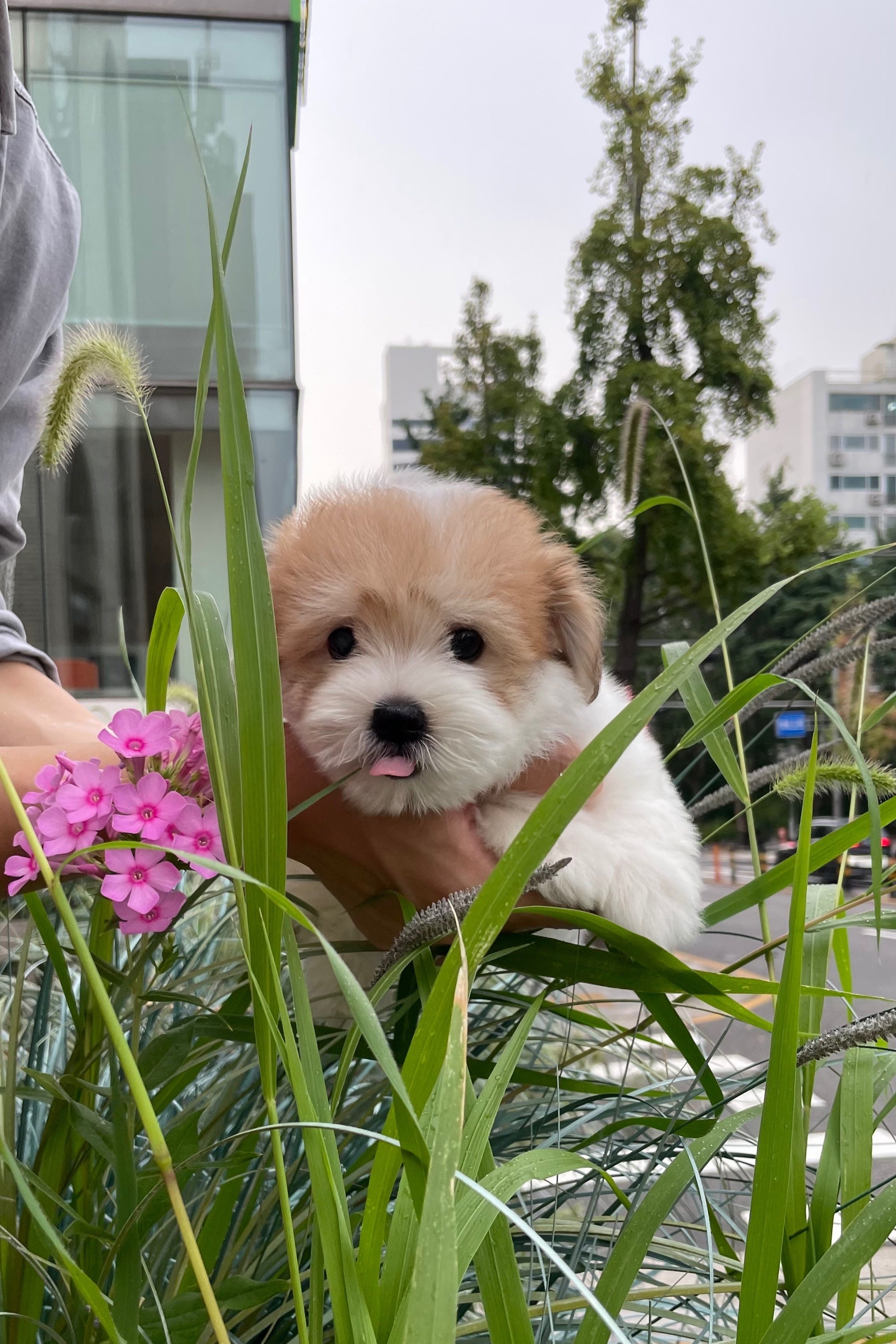 SUNSHINE - FEMALE (COTON DE TULEAR)