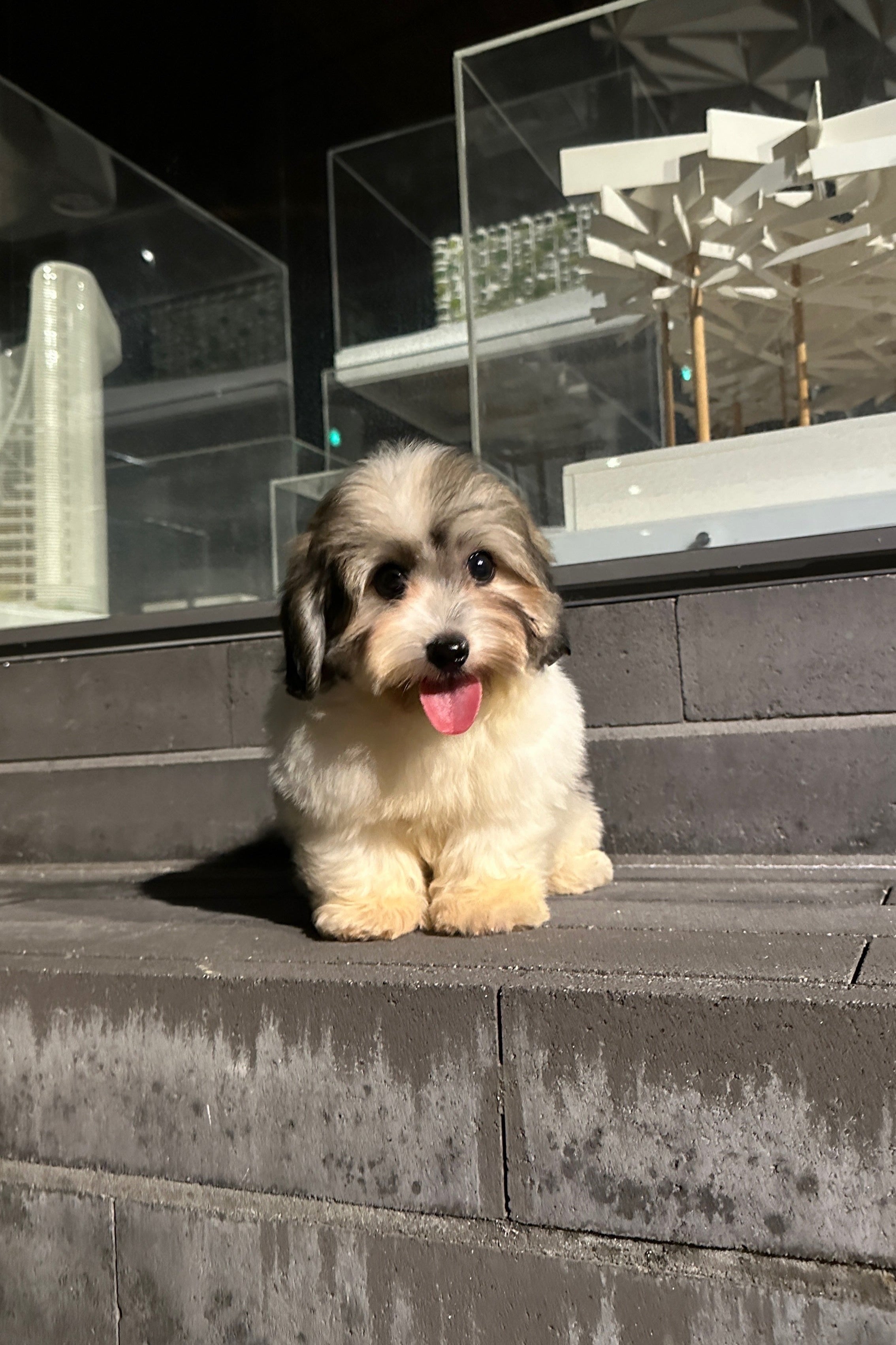 BOBA - FEMALE (COTON DE TULEAR)