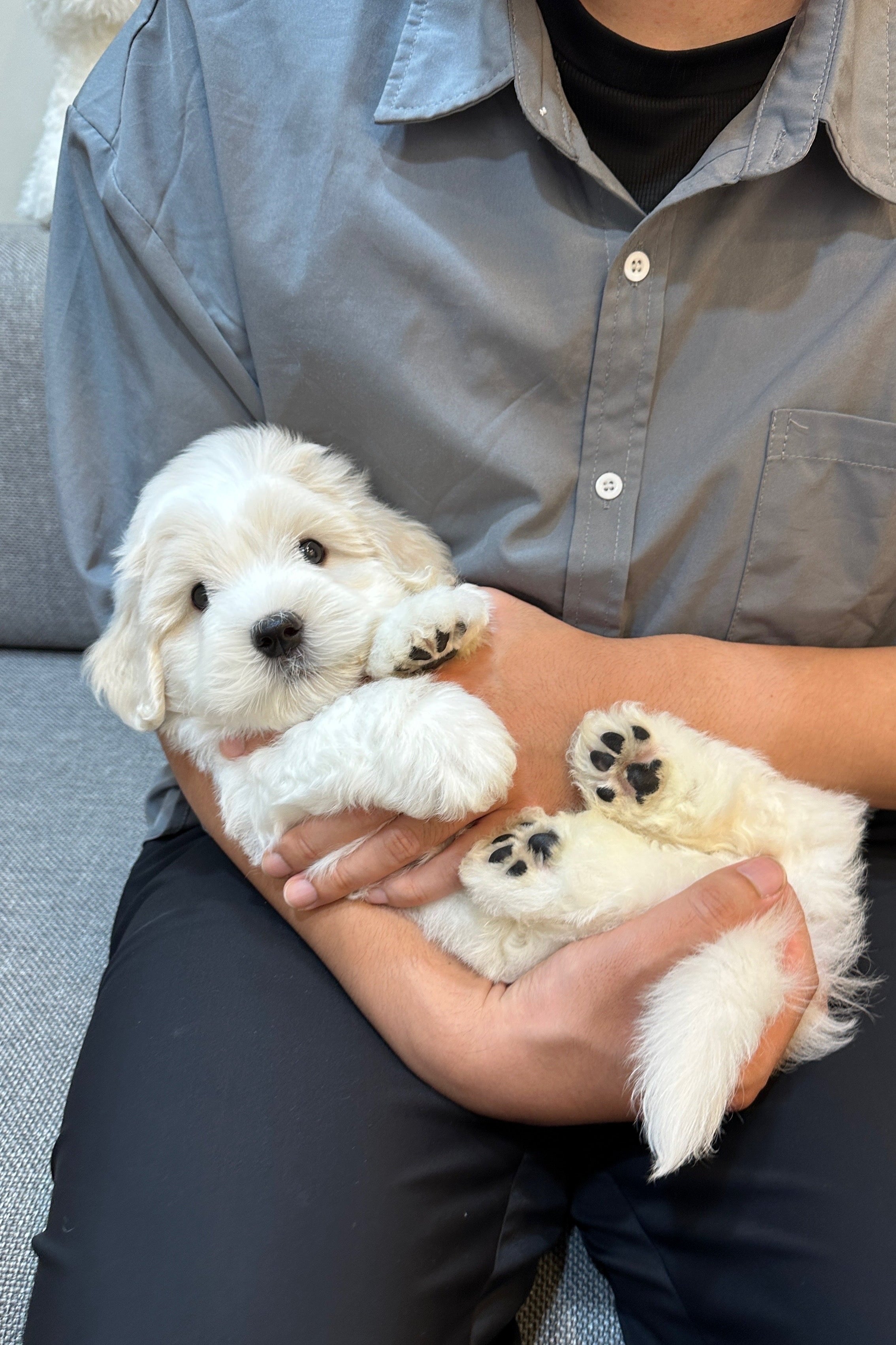 SEBASTIAN - MALE (COTON DE TULEAR)