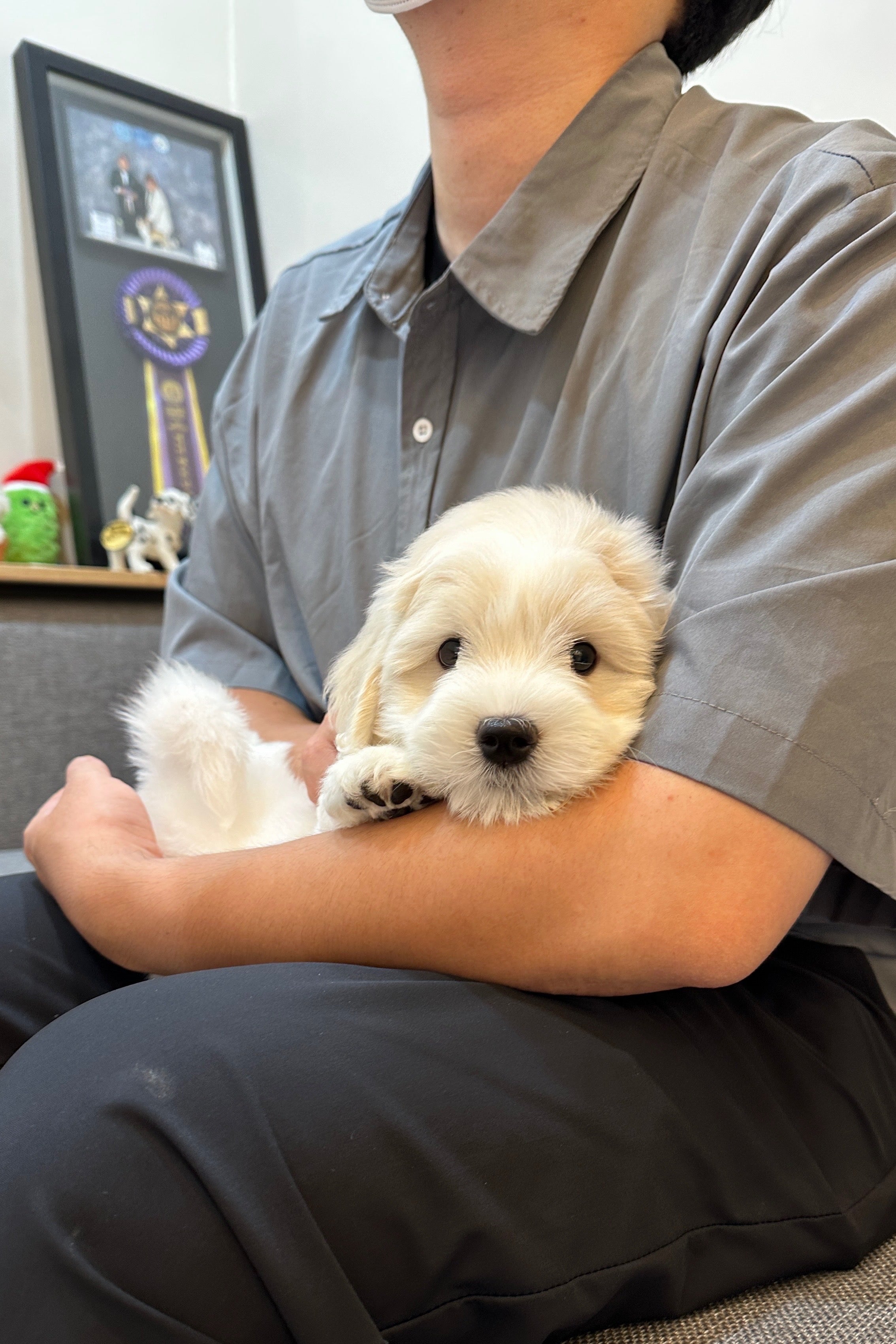 SEBASTIAN - MALE (COTON DE TULEAR)