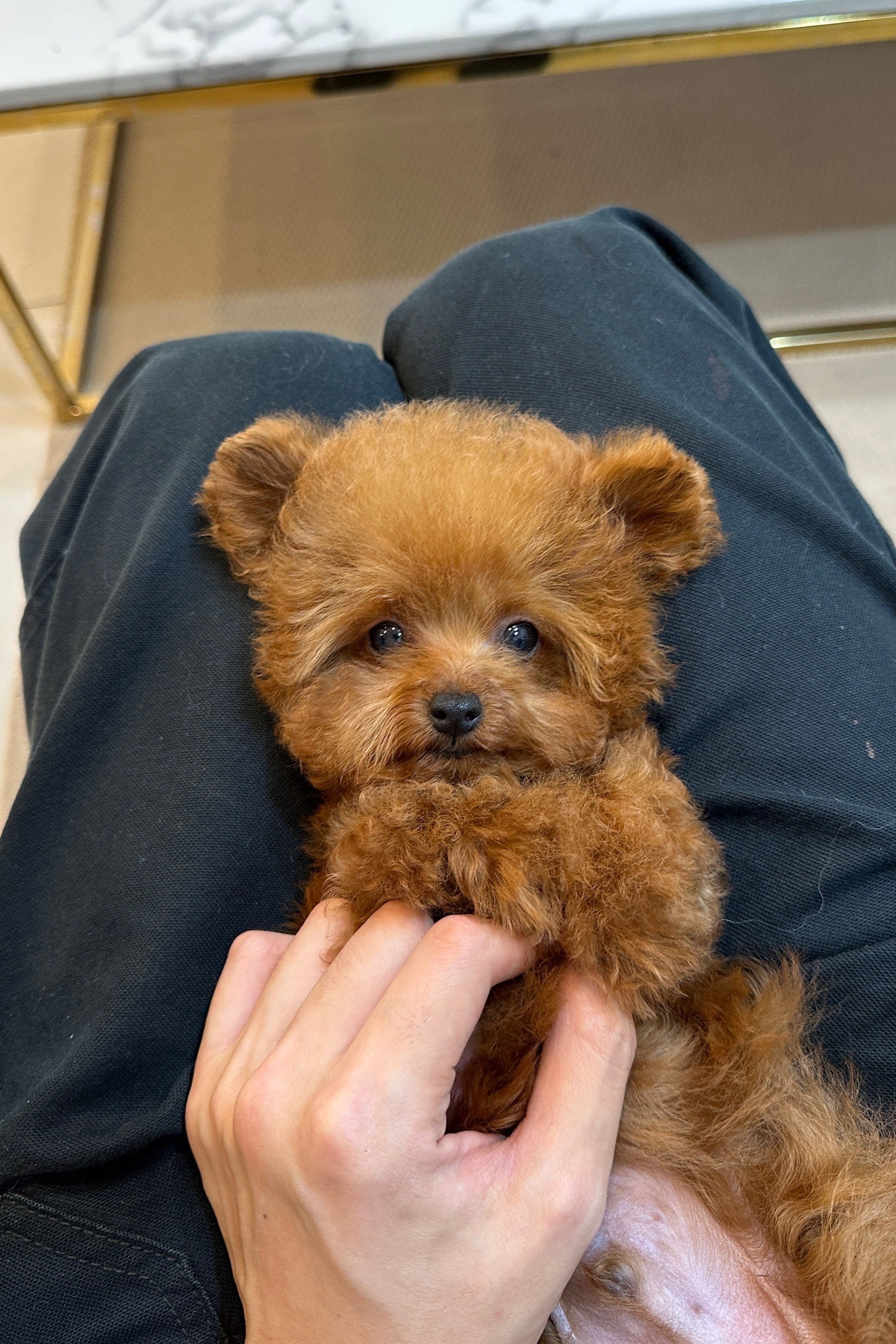 NAMU - MALE (TEACUP POODLE)