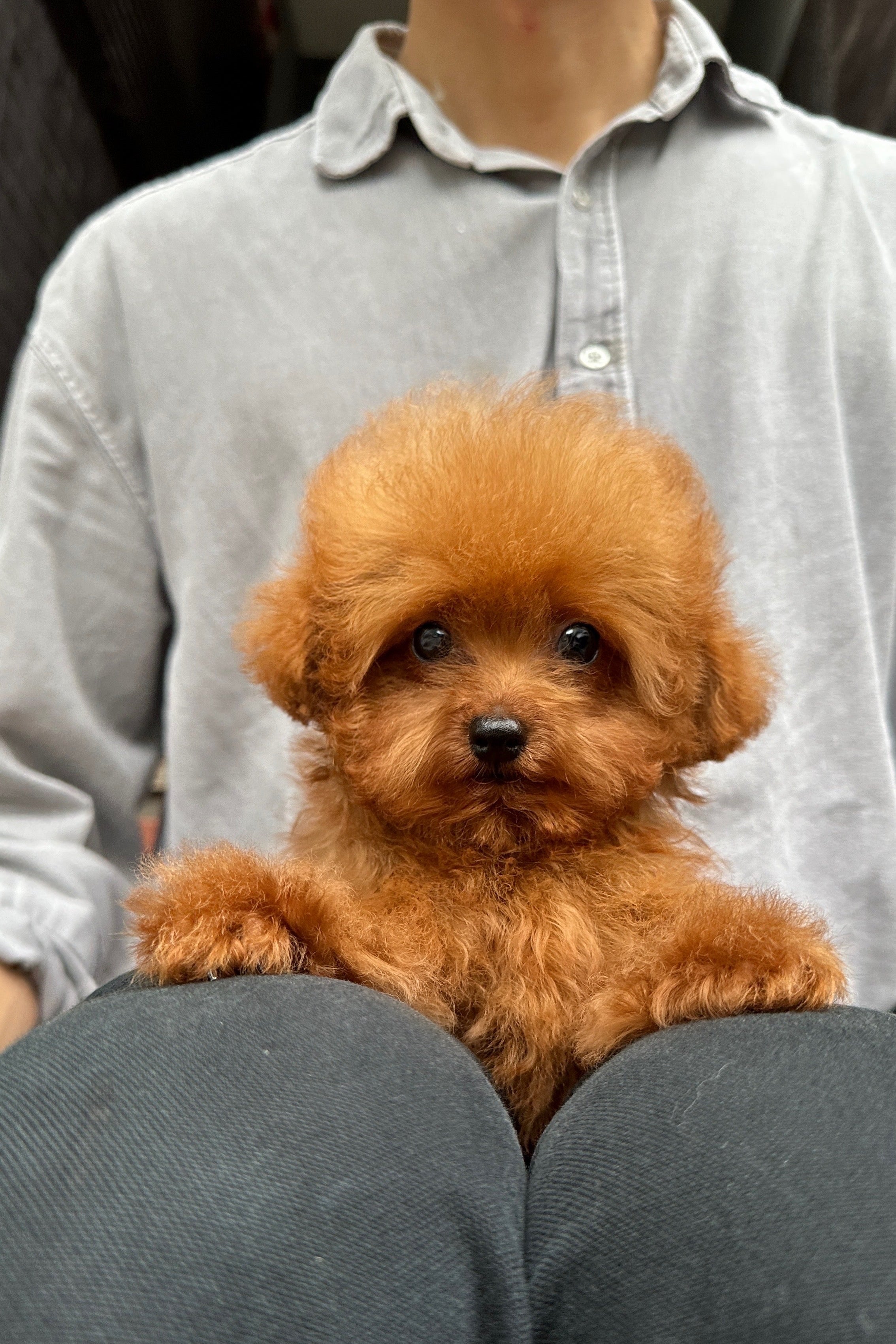 NAMU - MALE (TEACUP POODLE)