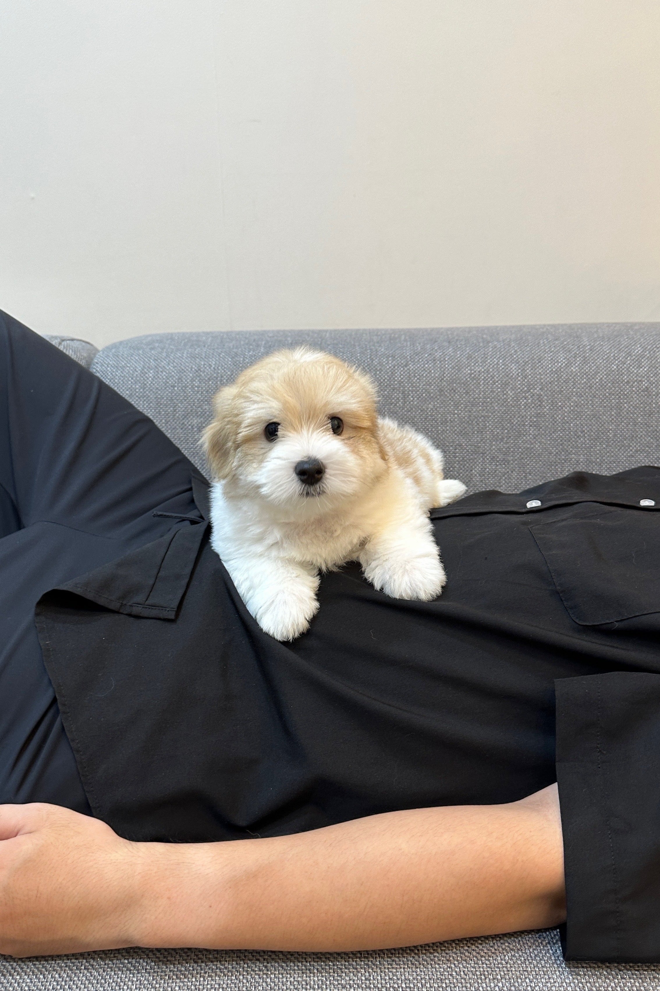 PASTA - MALE (COTON DE TULEAR)