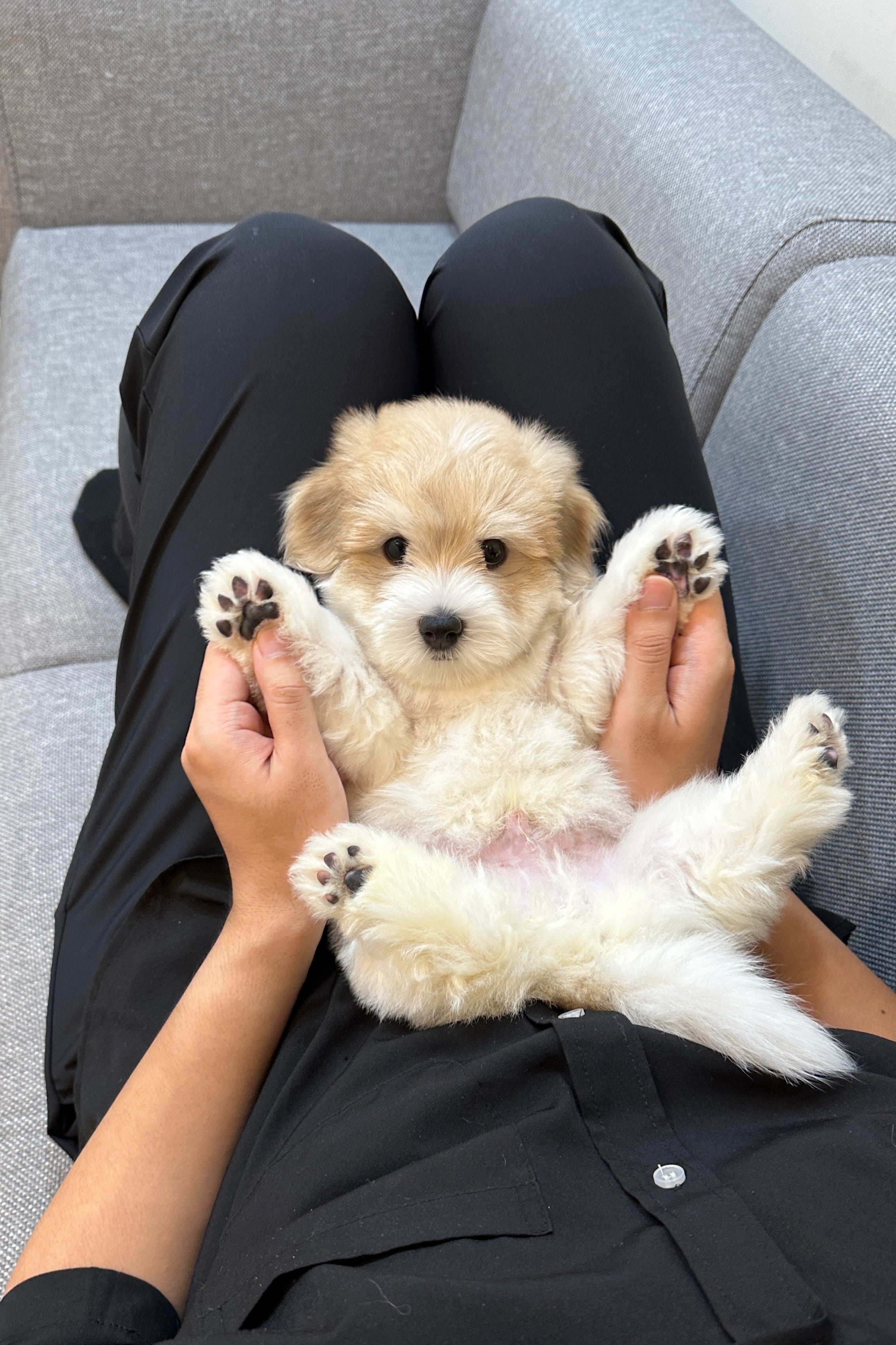 PASTA - MALE (COTON DE TULEAR)