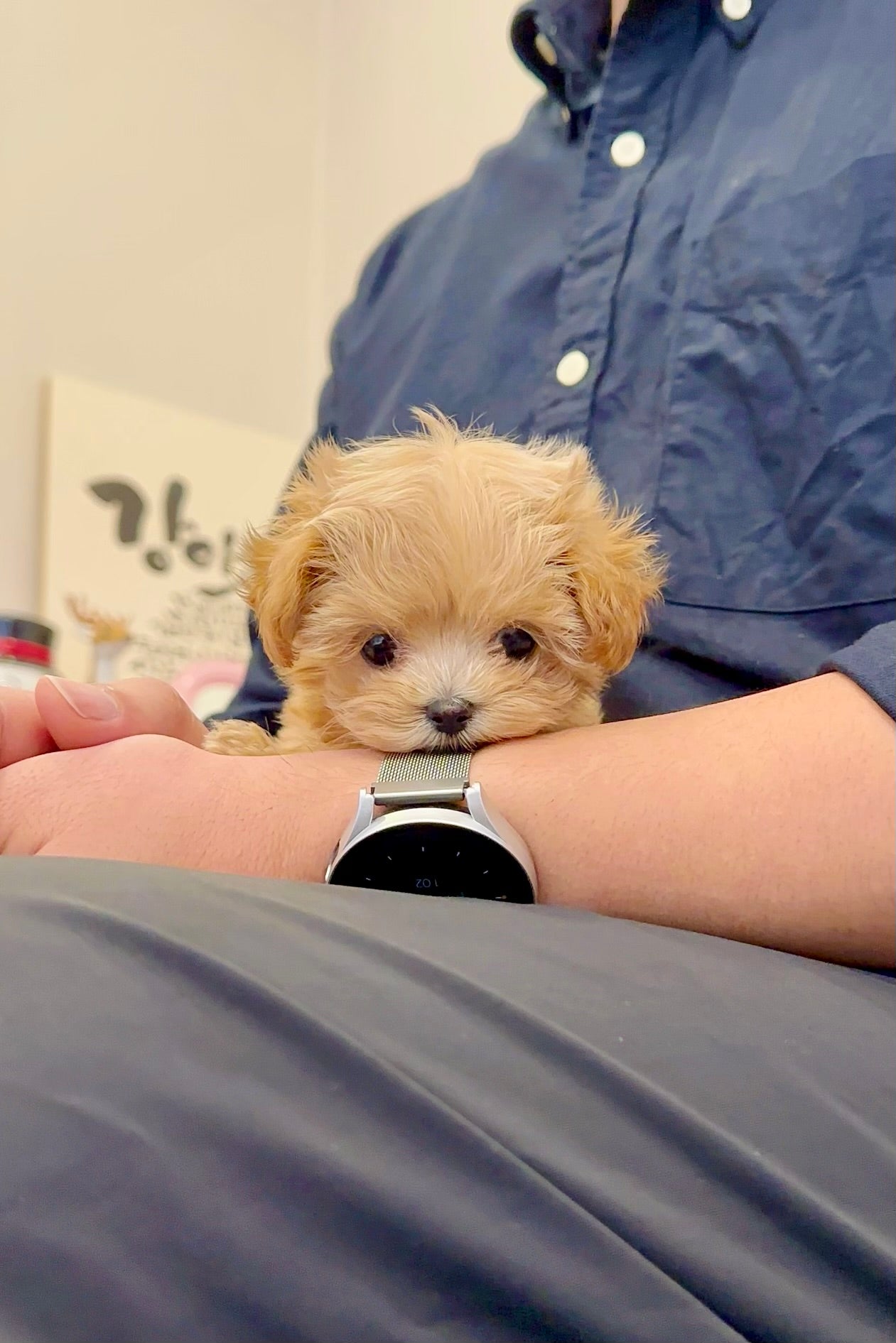 CARAMEL - FEMALE (MALTIPOO)