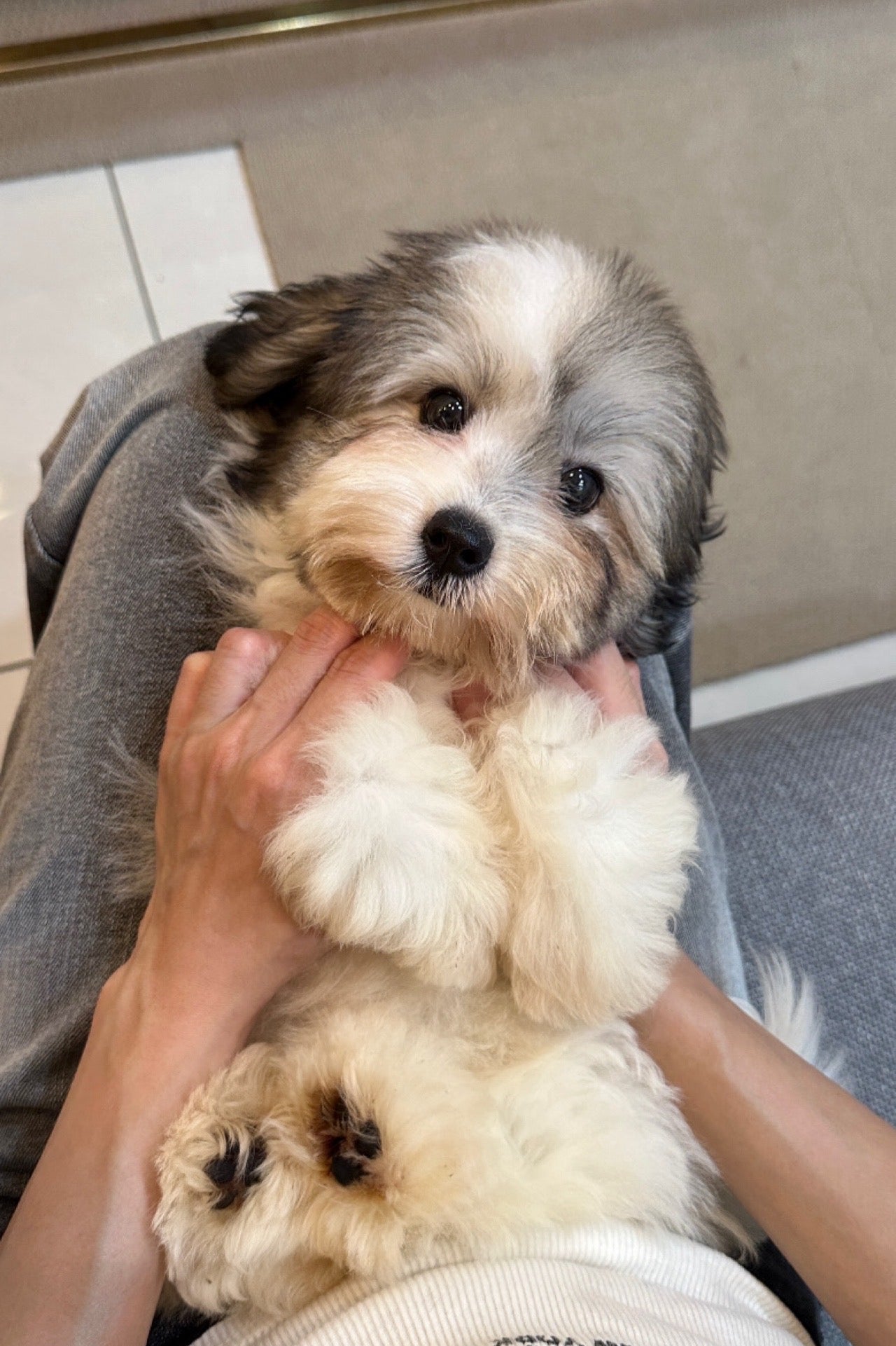 BOBA - FEMALE (COTON DE TULEAR)