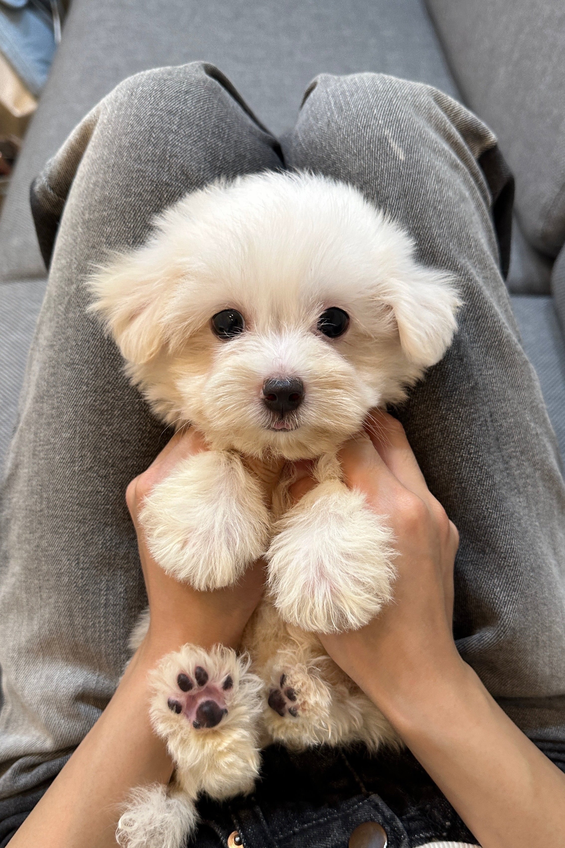 AIDEN   - MALE (COTON DE TULEAR)
