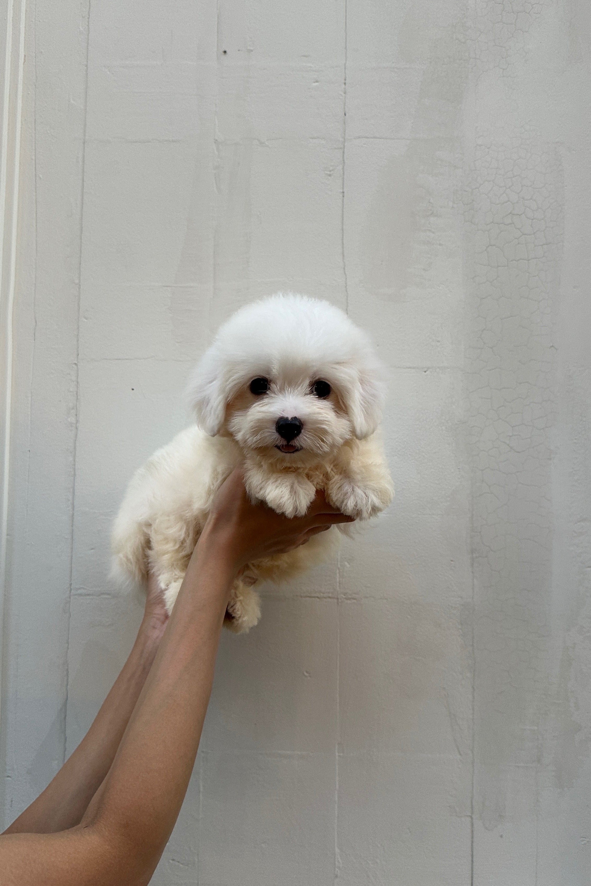 ARDA - MALE (COTON DE TULEAR)
