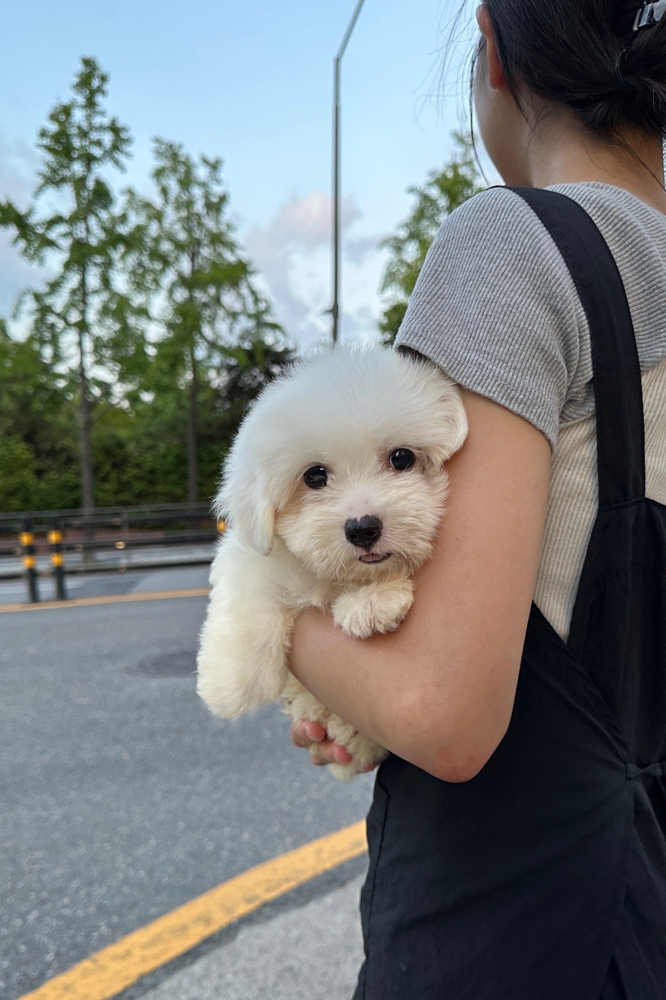 ARDA - MALE (COTON DE TULEAR)