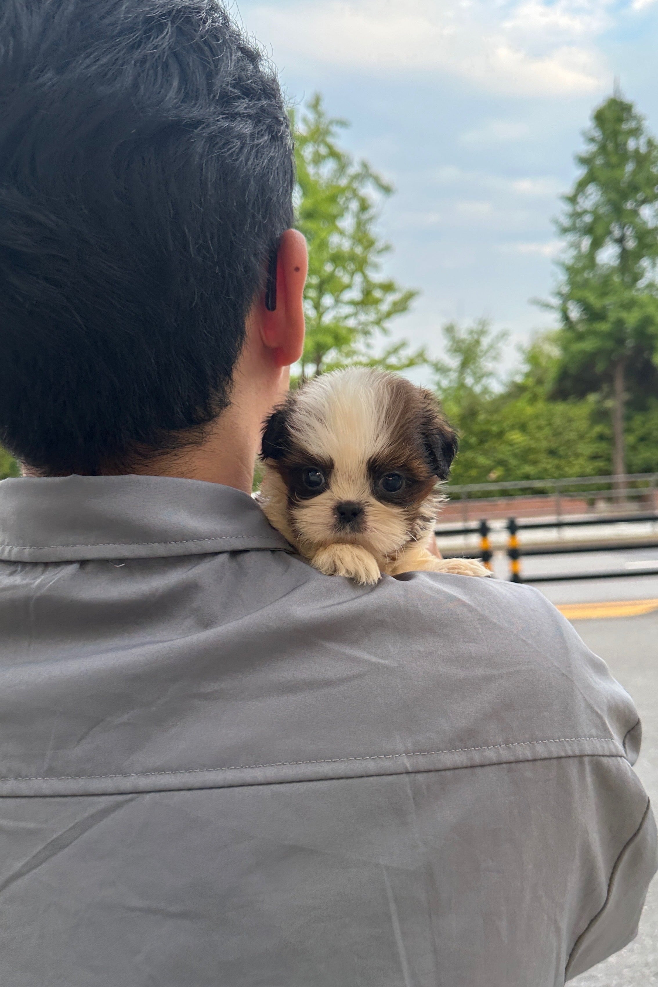 CHARLOTTE - FEMALE (SHIH TZU)
