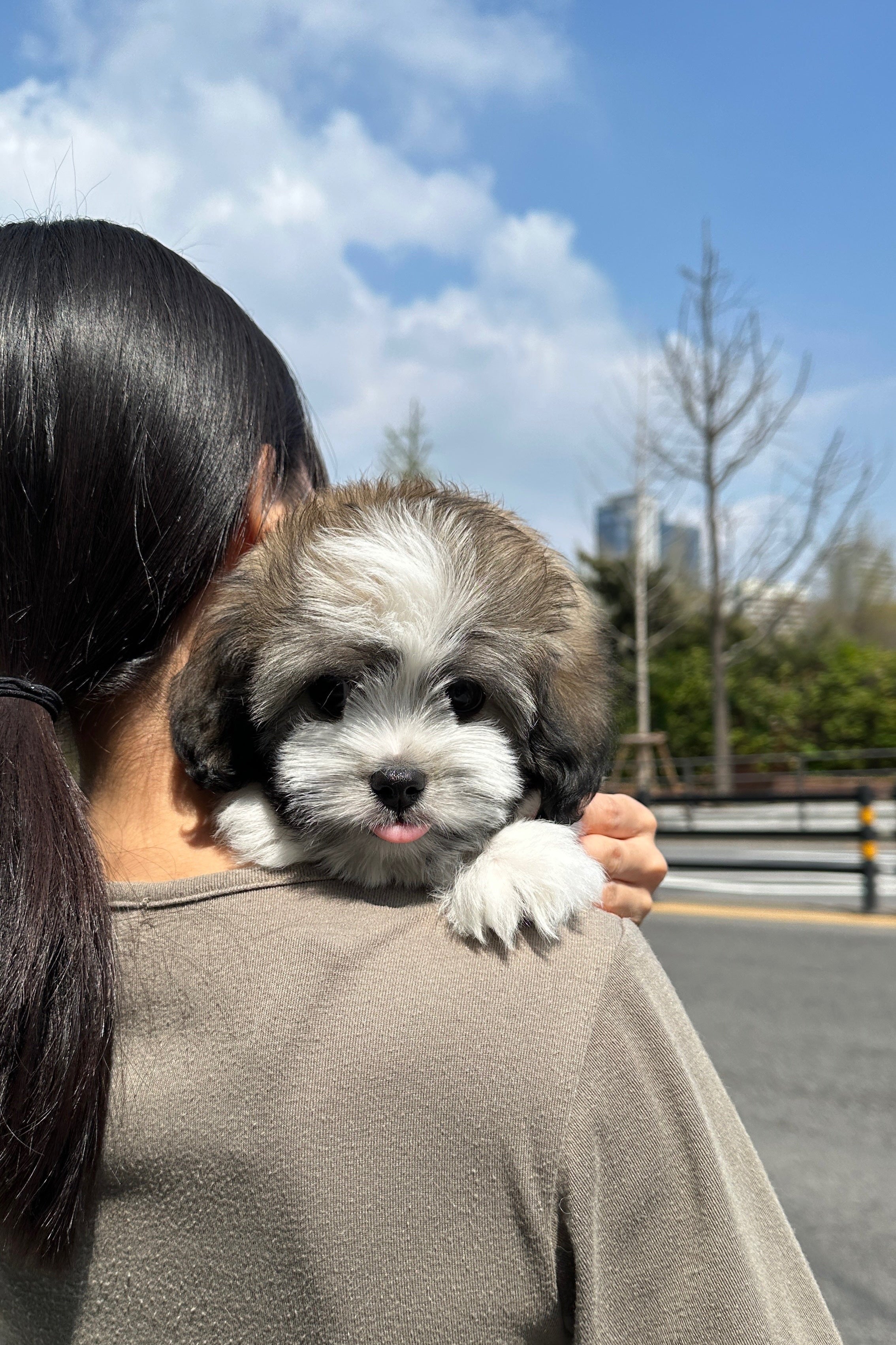 BERT - MALE (COTON DE TULEAR)