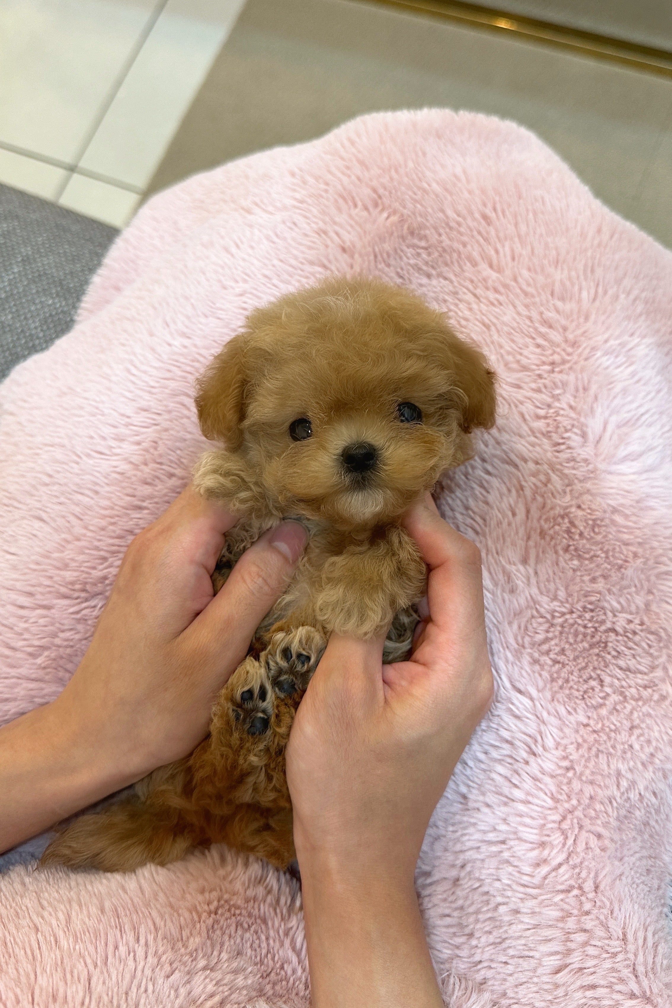 LEO - MALE (MALTIPOO)