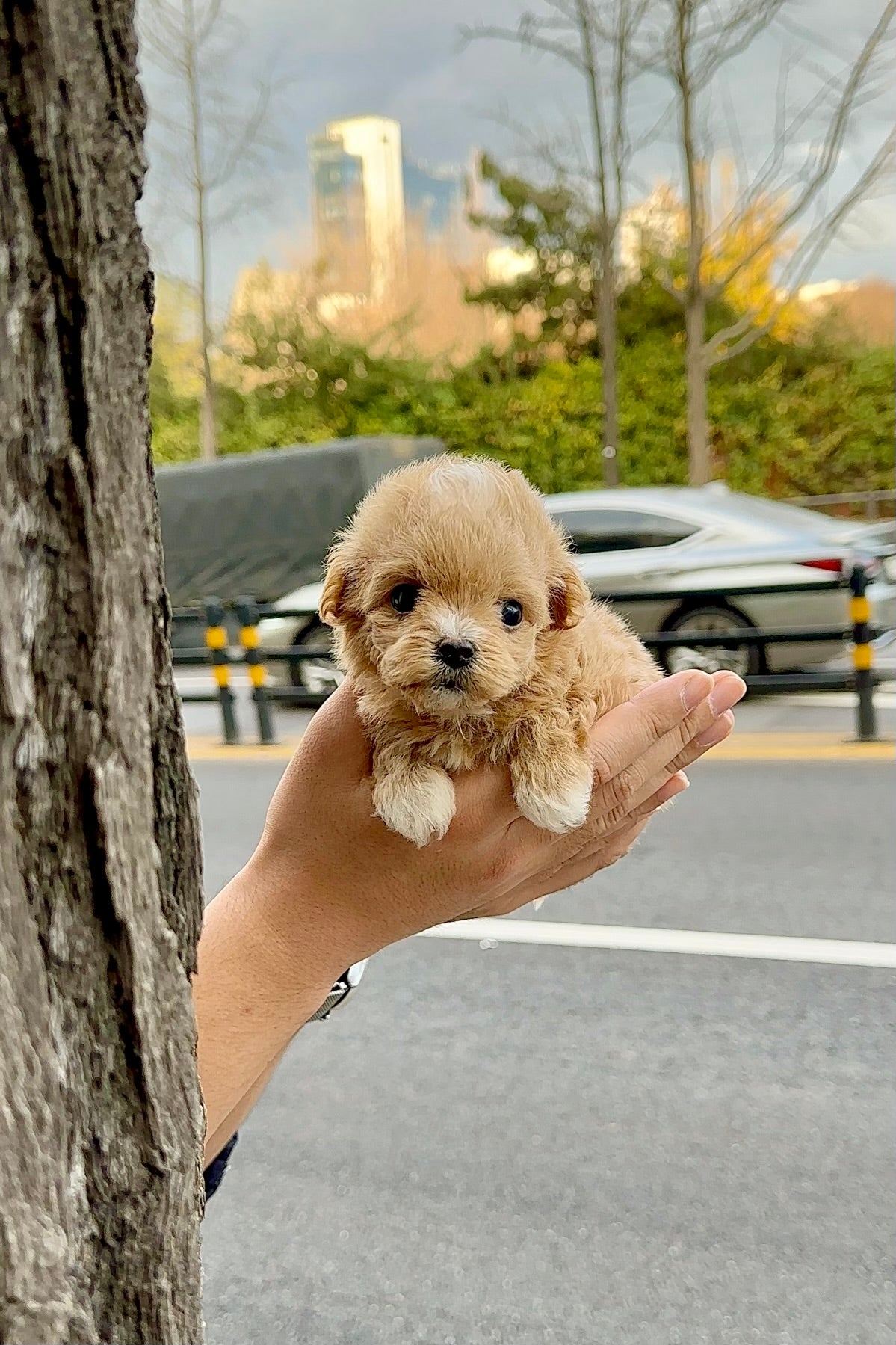 MANET - FEMALE (MALTIPOO)