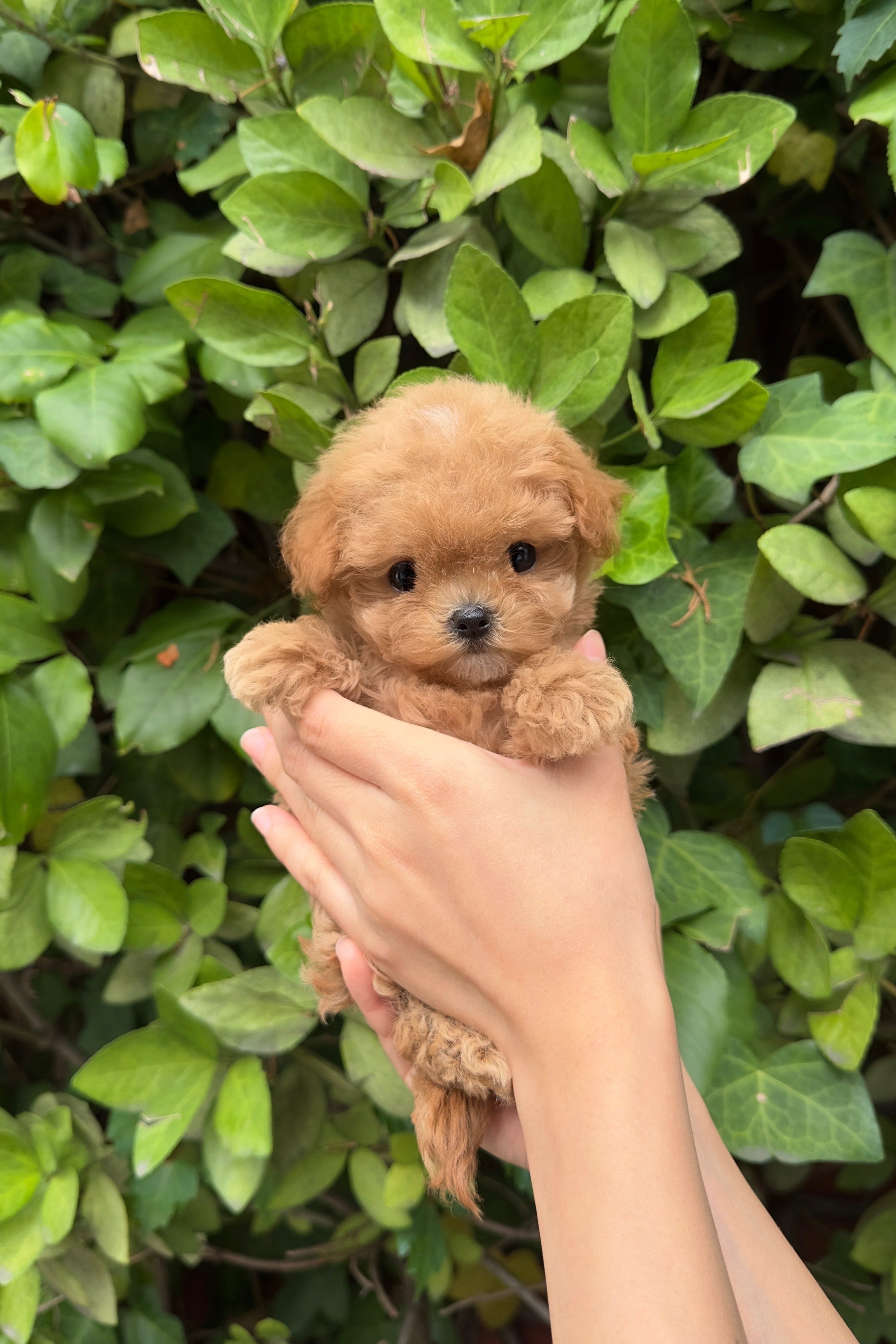 LEO - MALE (MALTIPOO)