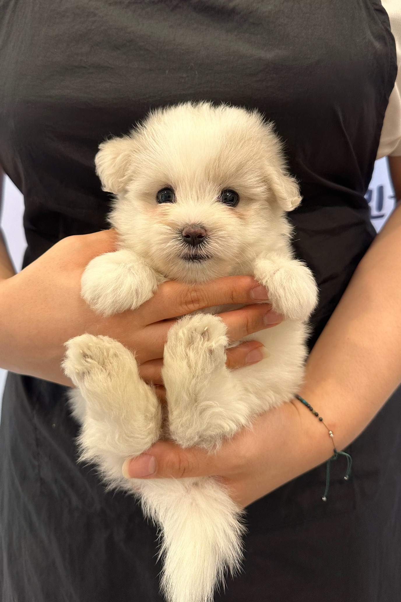 POLAR BEAR - FEMALE (COTON DE TULEAR)