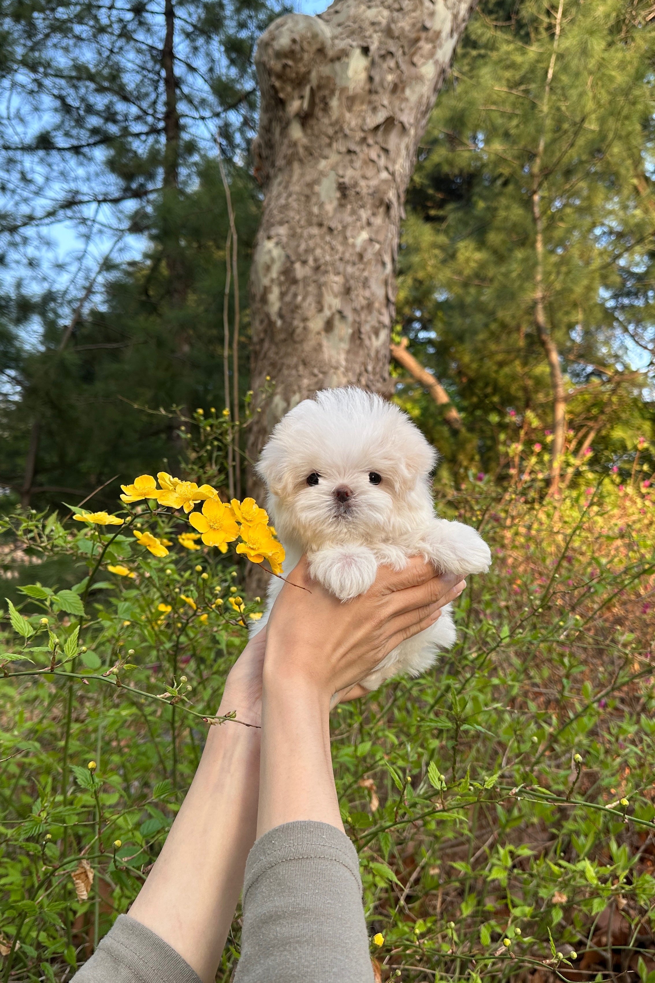 MOMO - MALE (MALTESE)