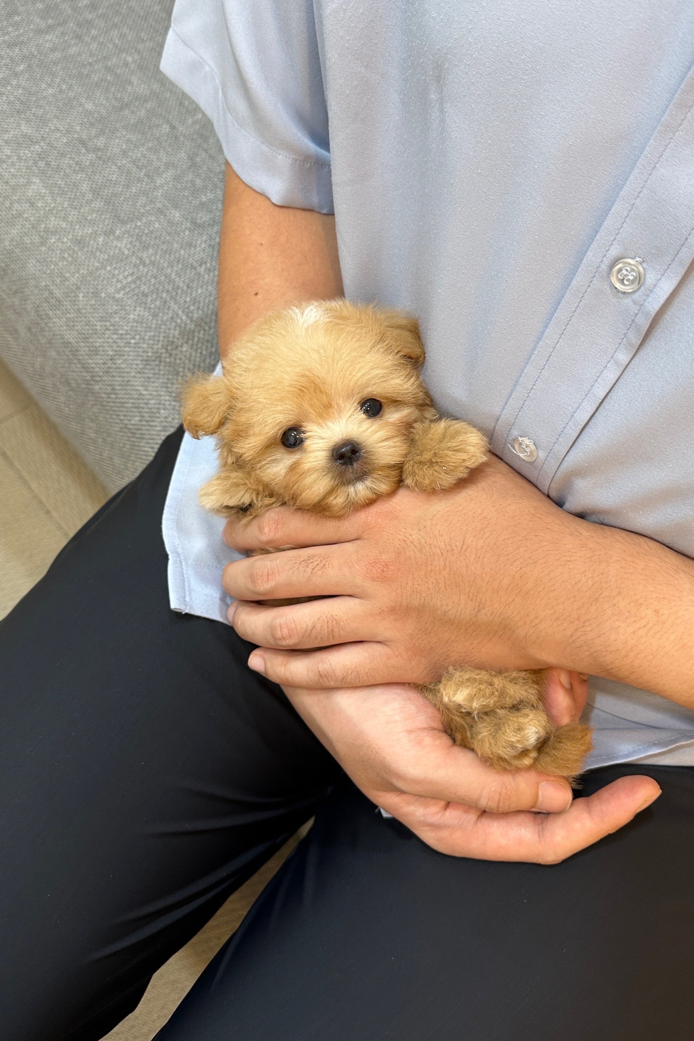 SUHO - MALE (MALTIPOO)