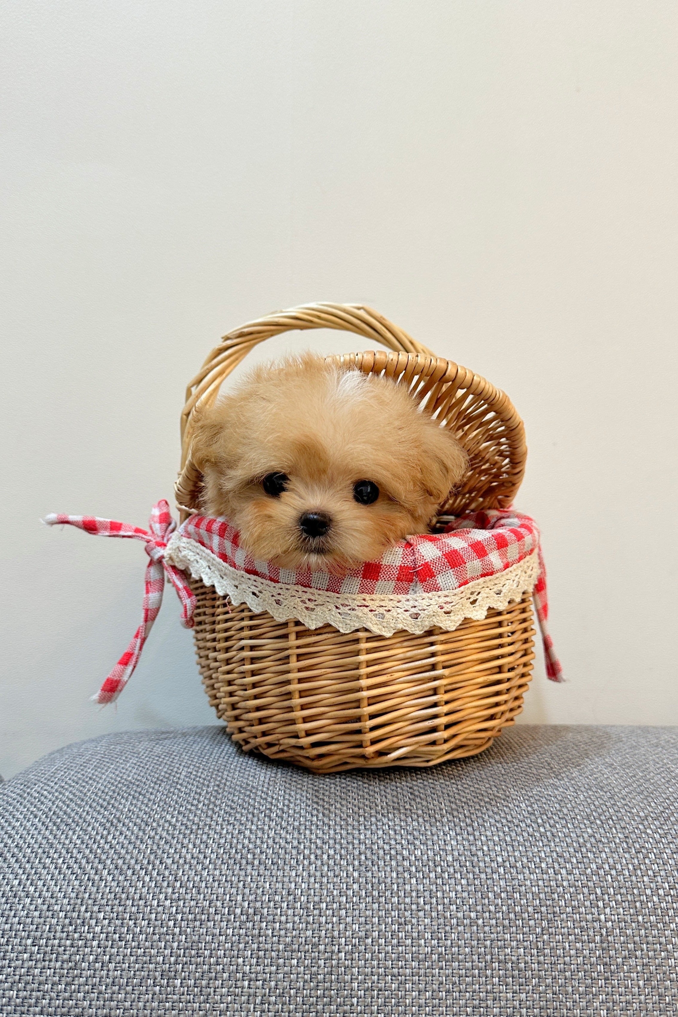 SUHO - MALE (MALTIPOO)