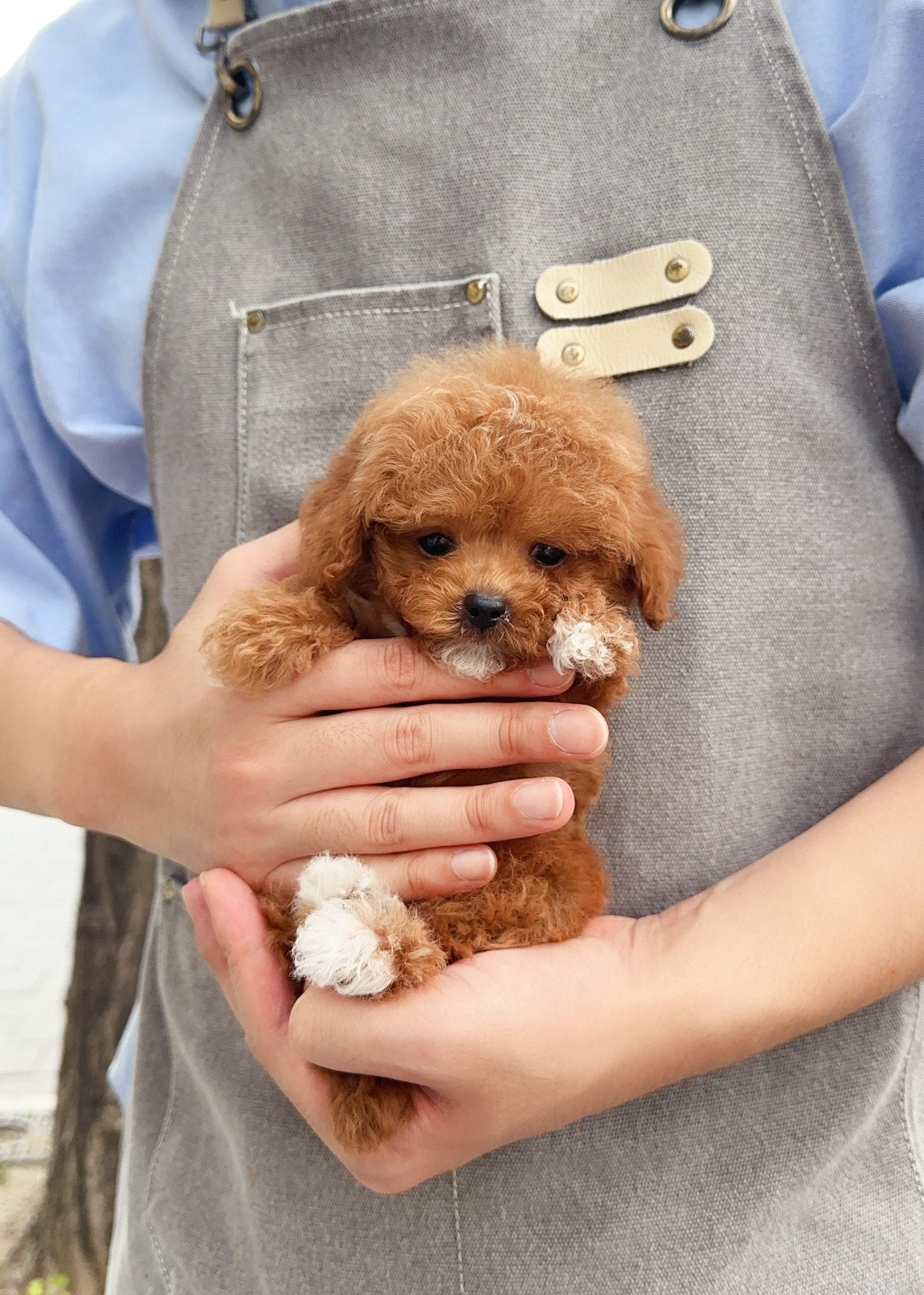 Male toy poodle best sale