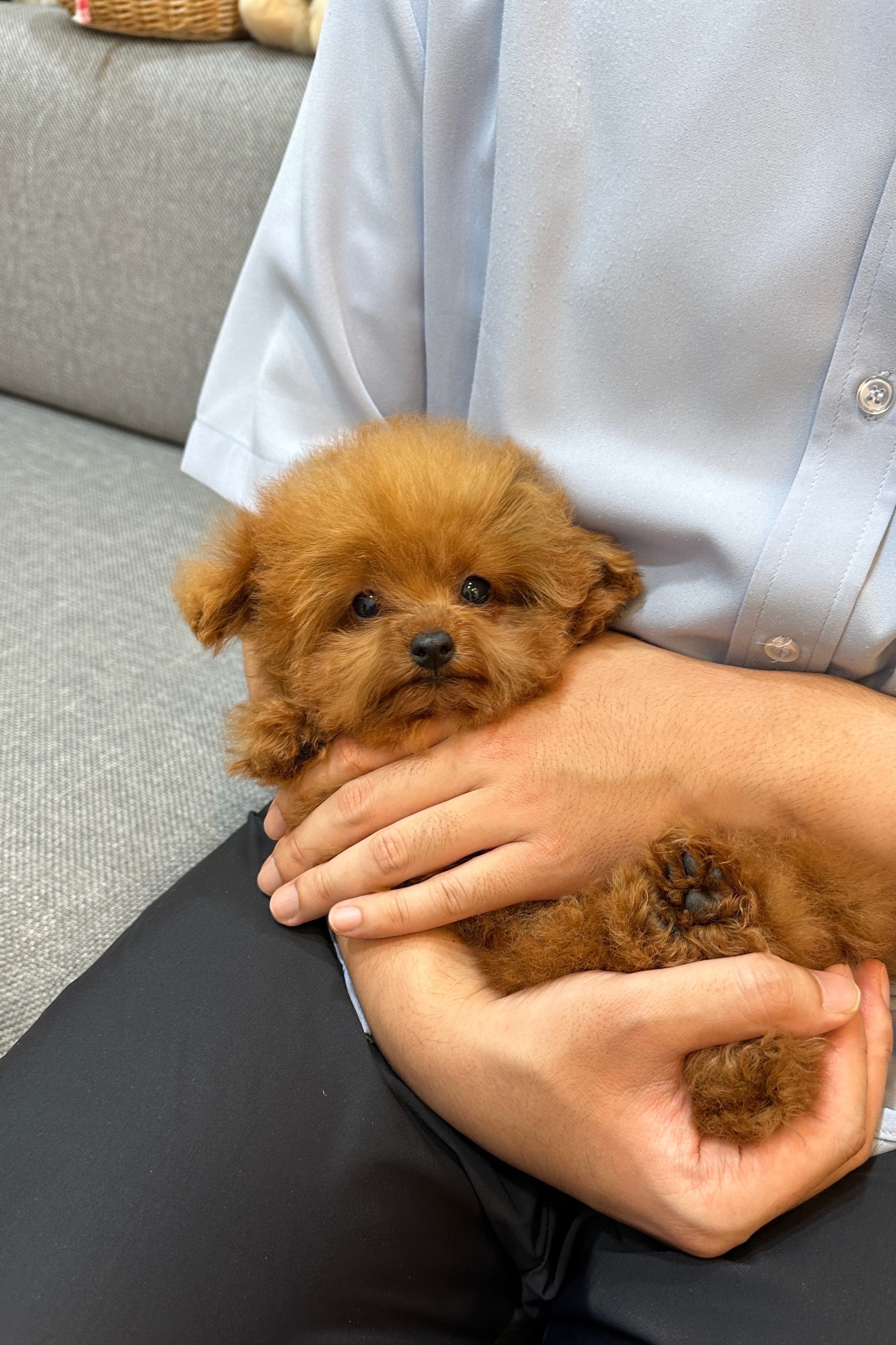 NAMU - MALE (TEACUP POODLE)
