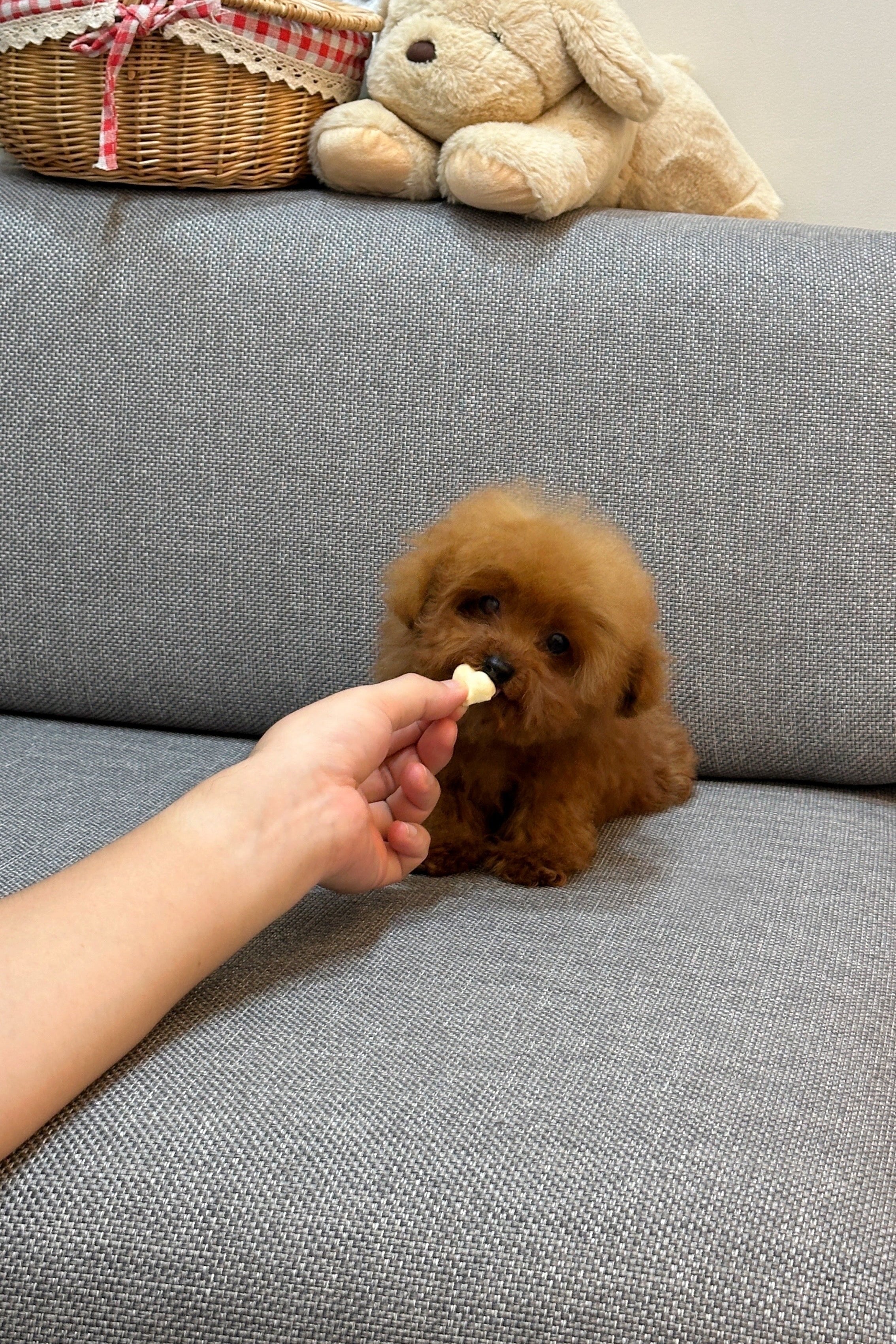 NAMU - MALE (TEACUP POODLE)