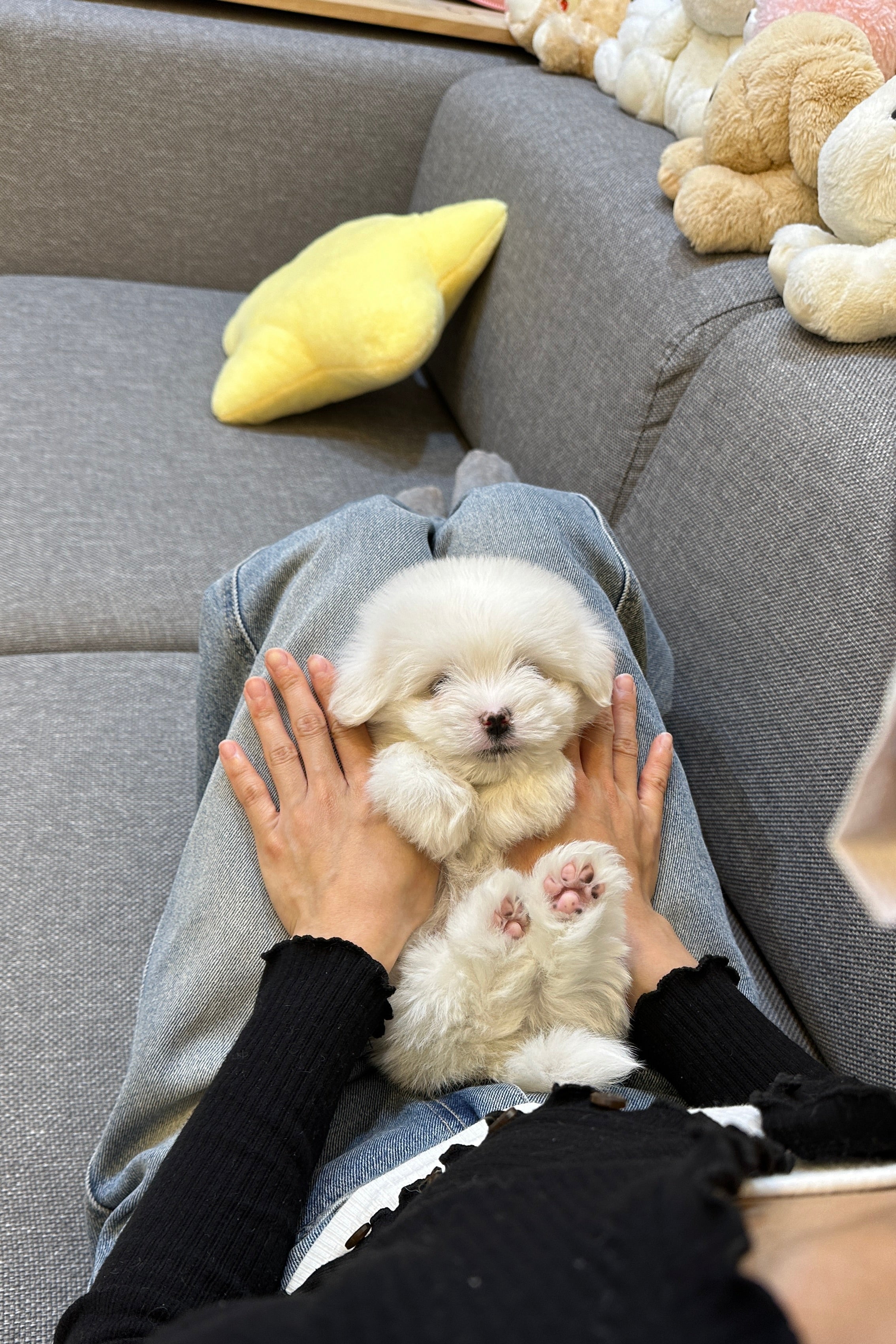 IU - FEMALE (COTON DE TULEAR)