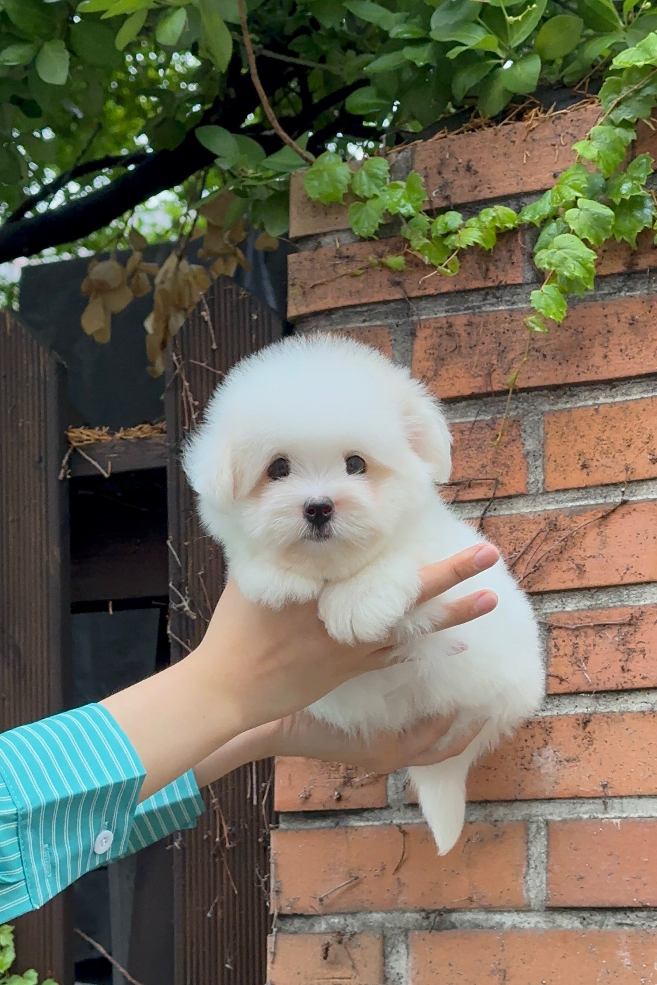 MERENG  - FEMALE (COTON DE TULEAR)
