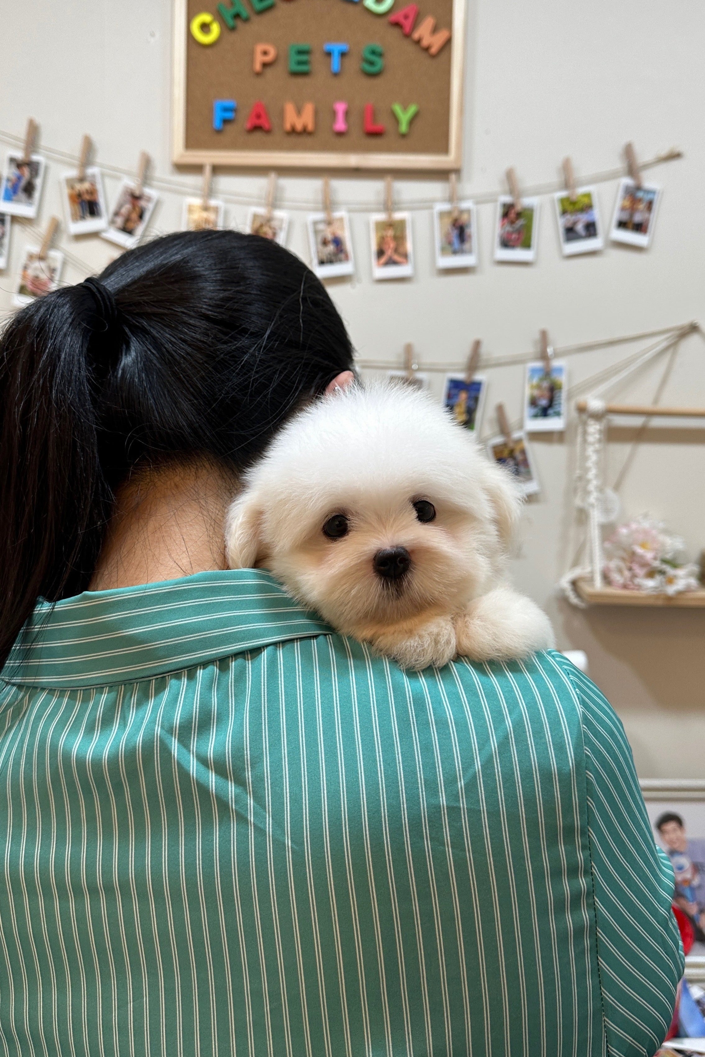 MERENG  - FEMALE (COTON DE TULEAR)