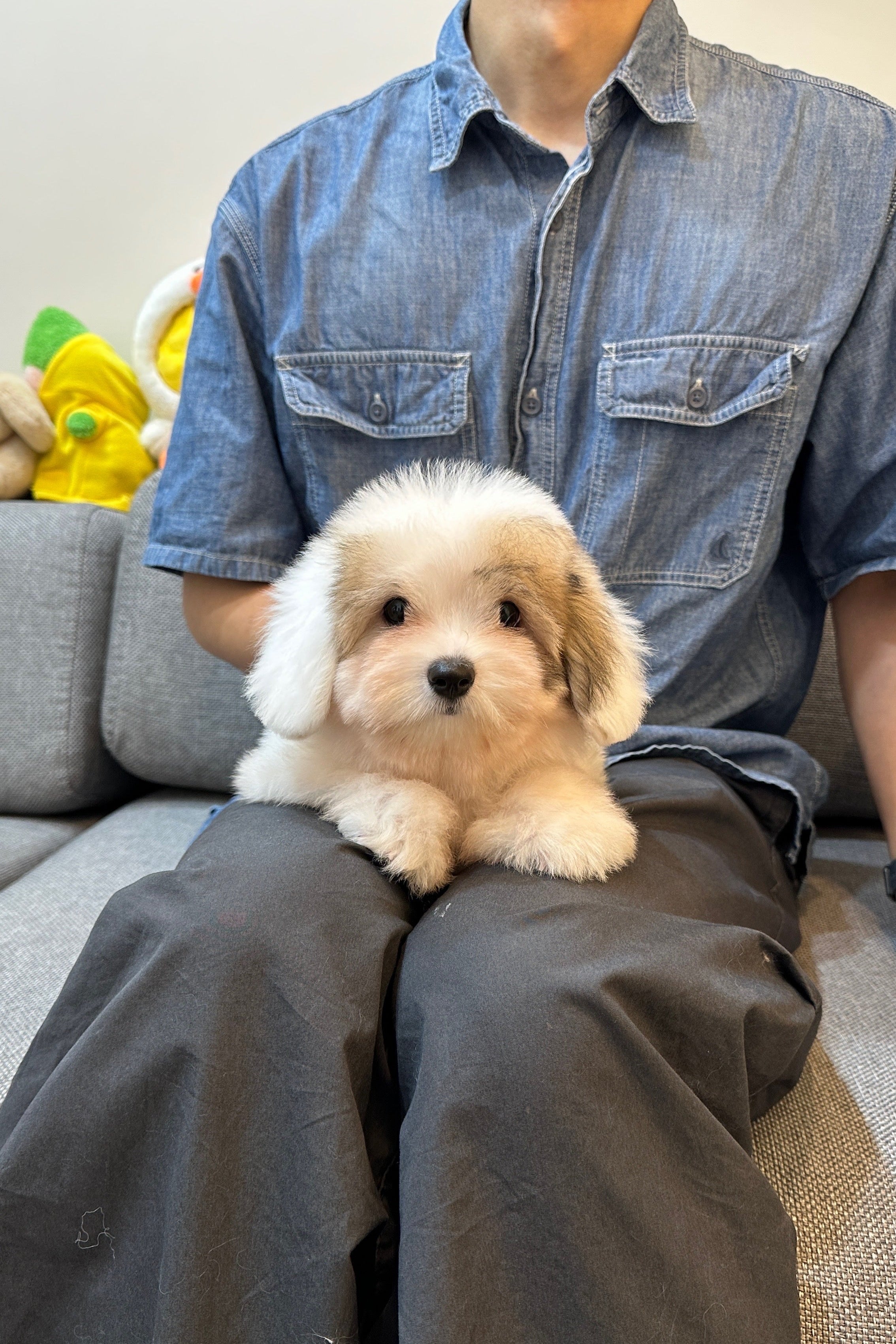 MARONG - MALE (COTON DE TULEAR)