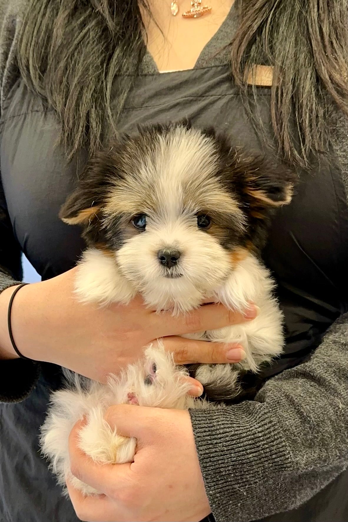 ROOKIE - FEMALE (BIEWER TERRIER)