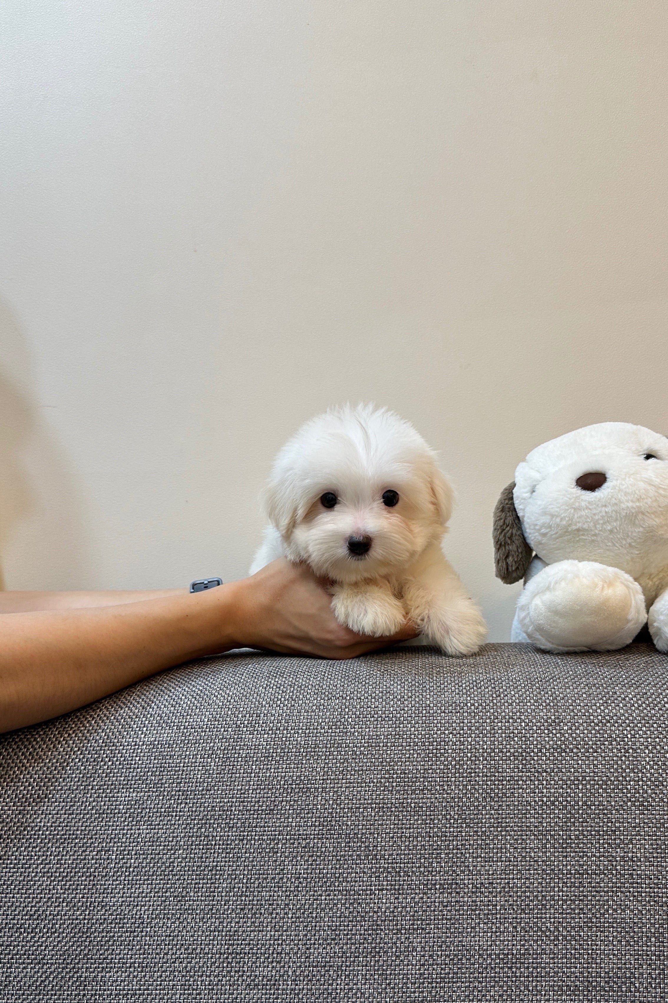 AIDEN   - MALE (COTON DE TULEAR)