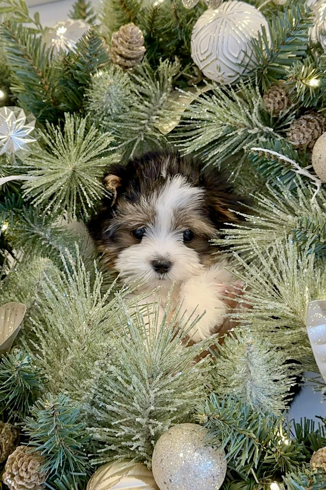 ROOKIE - FEMALE (BIEWER TERRIER)