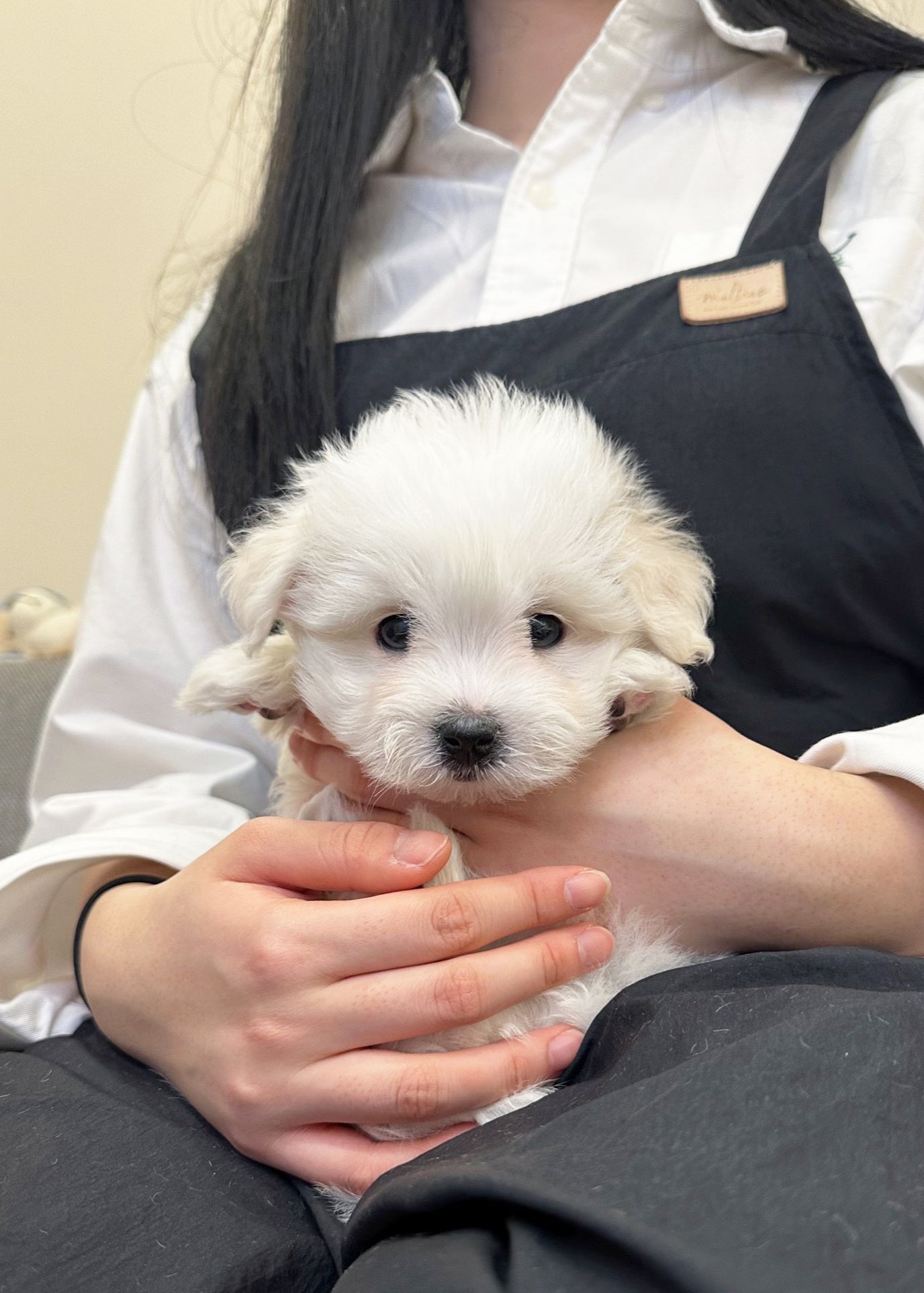 JESSICA - FEMALE (COTON DE TULEAR)