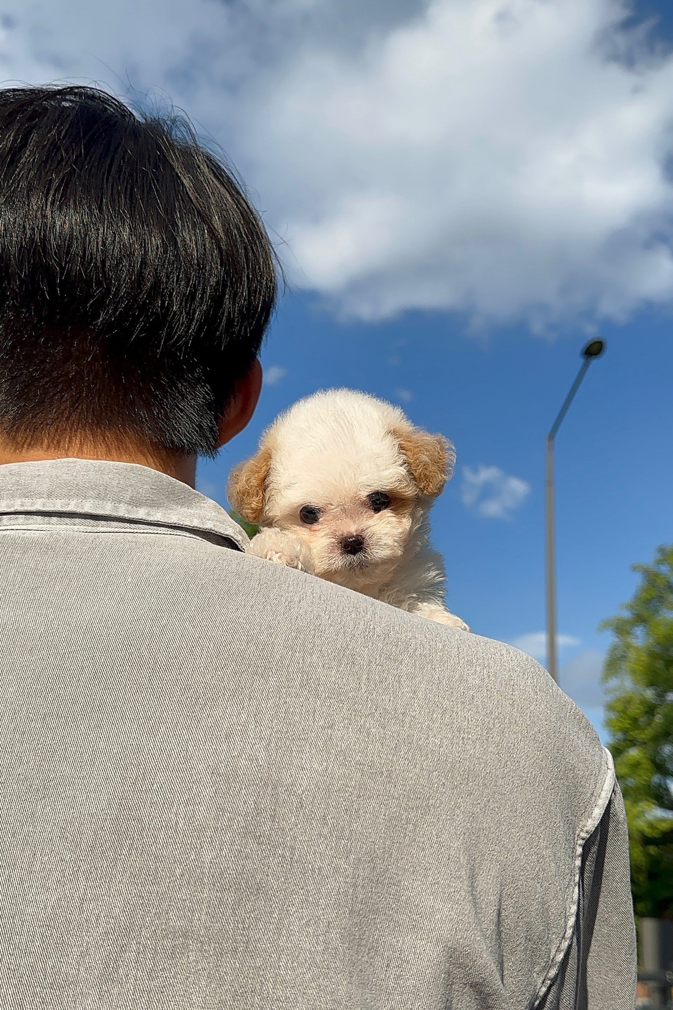 IAN - MALE (MALTIPOO)