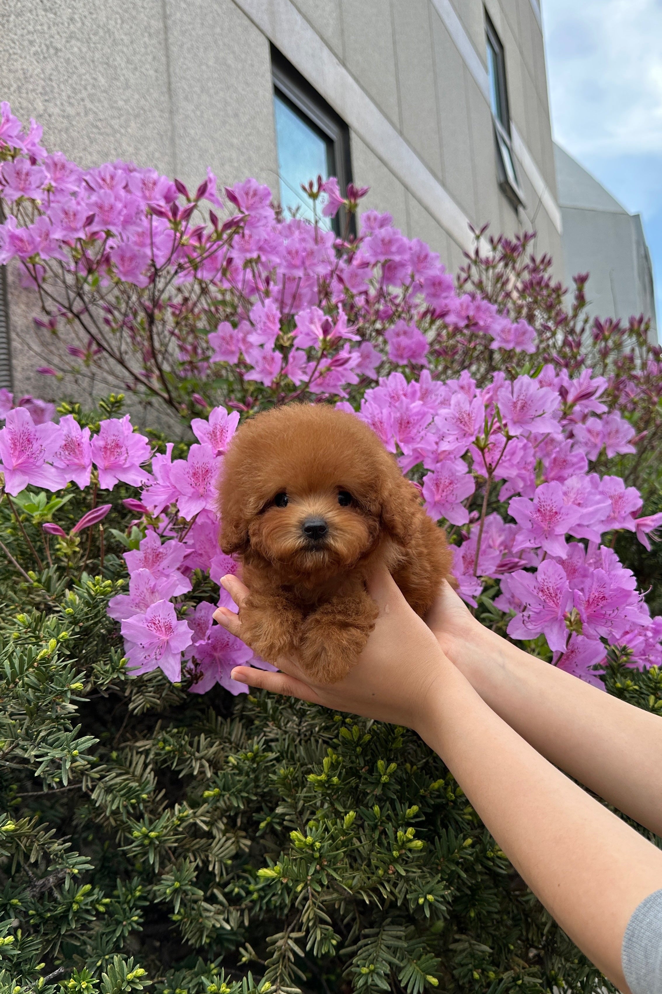 MOA - FEMALE (TEACUP POODLE)