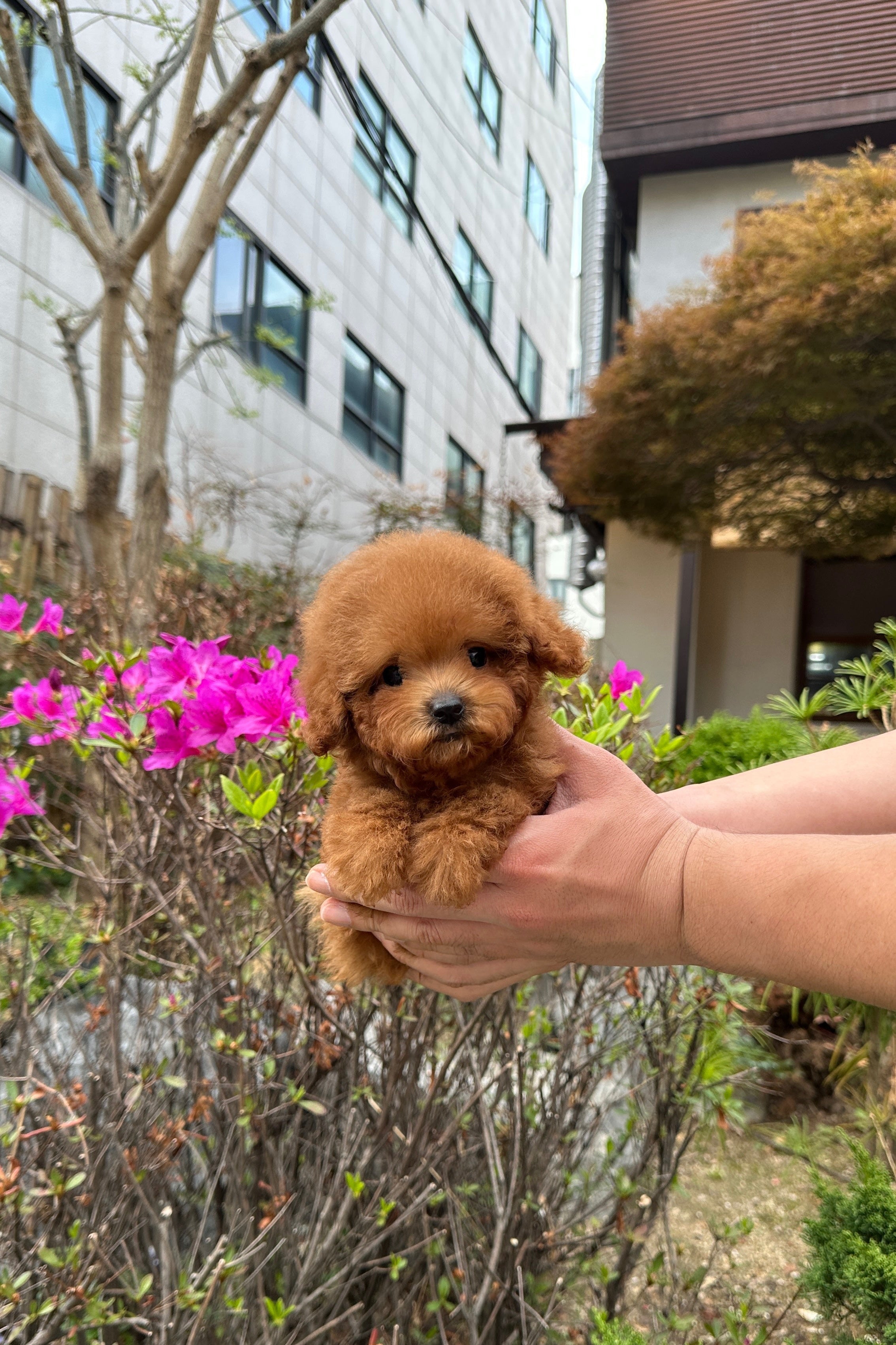 MOA - FEMALE (TEACUP POODLE)