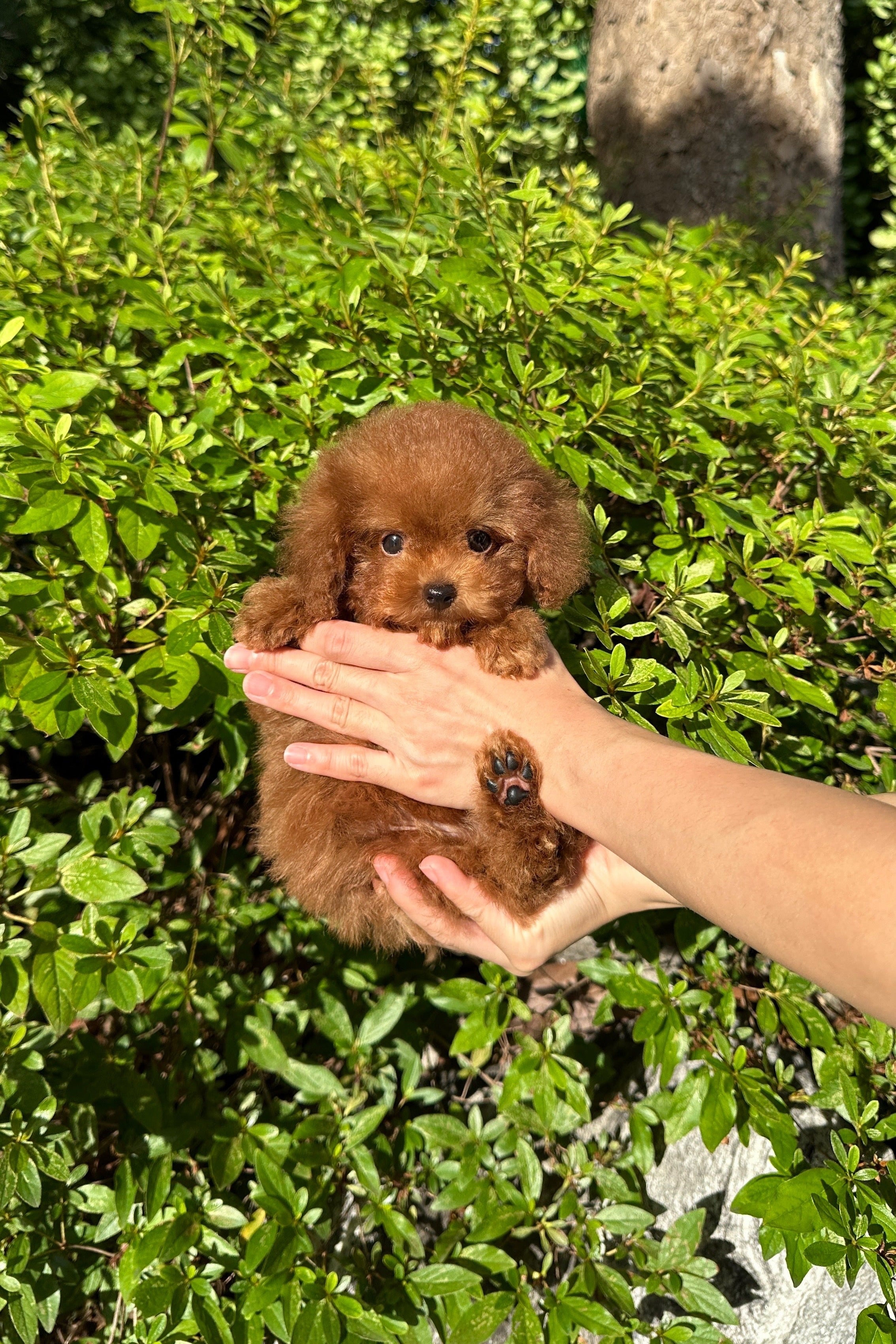 SOI - FEMALE (TOY POODLE)