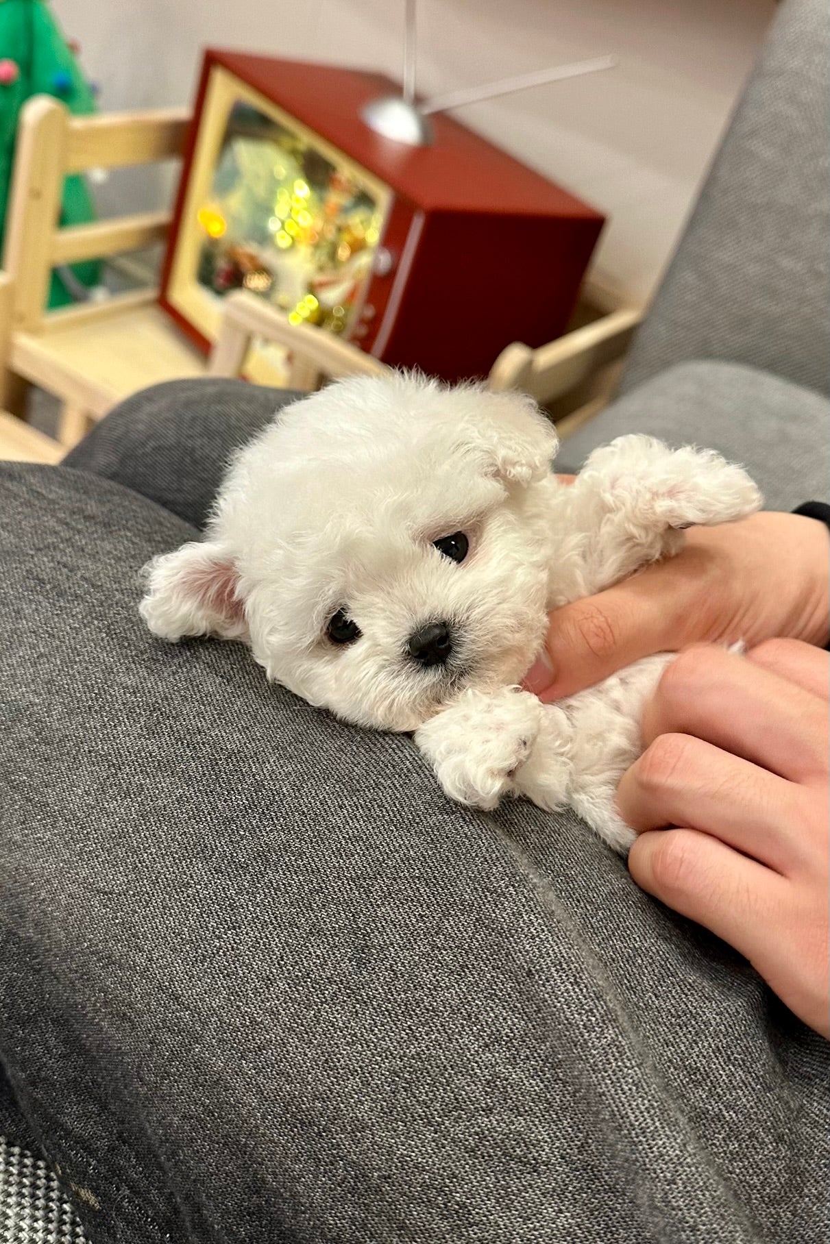 SULBING - MALE (MINI BICHON FRISE)