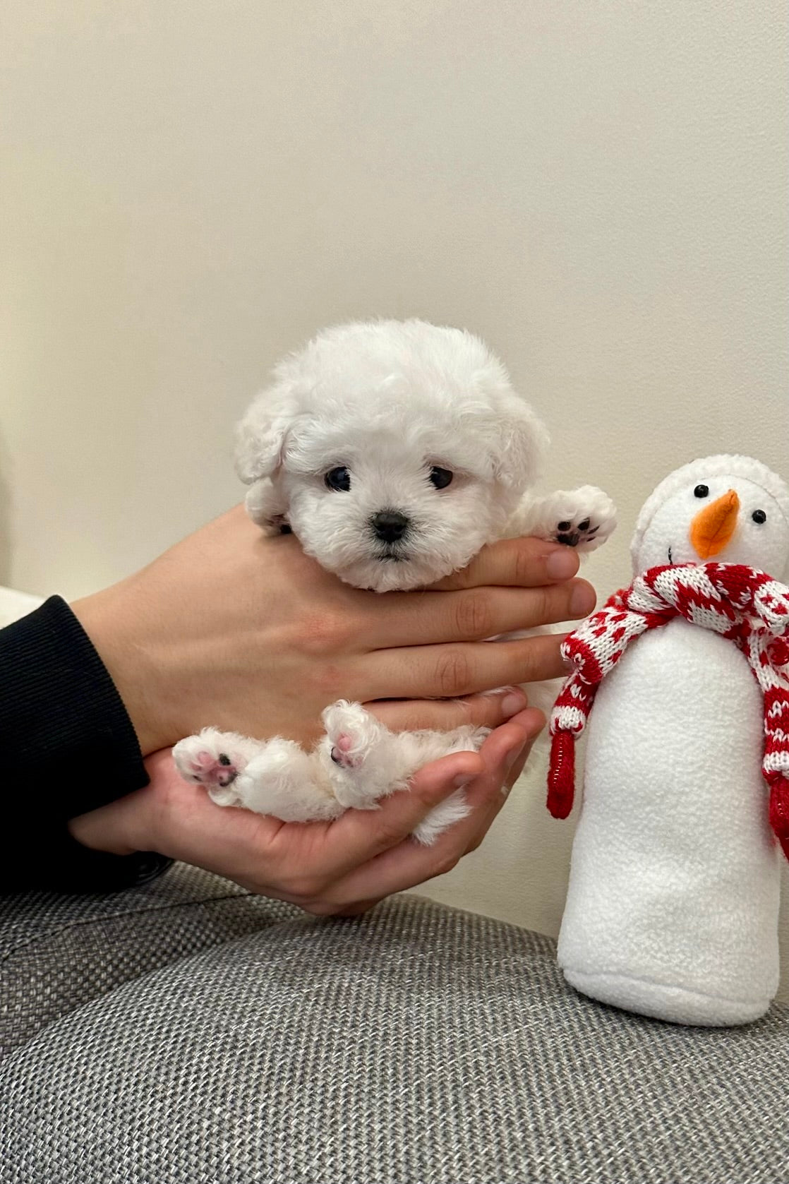 SULBING - MALE (MINI BICHON FRISE)