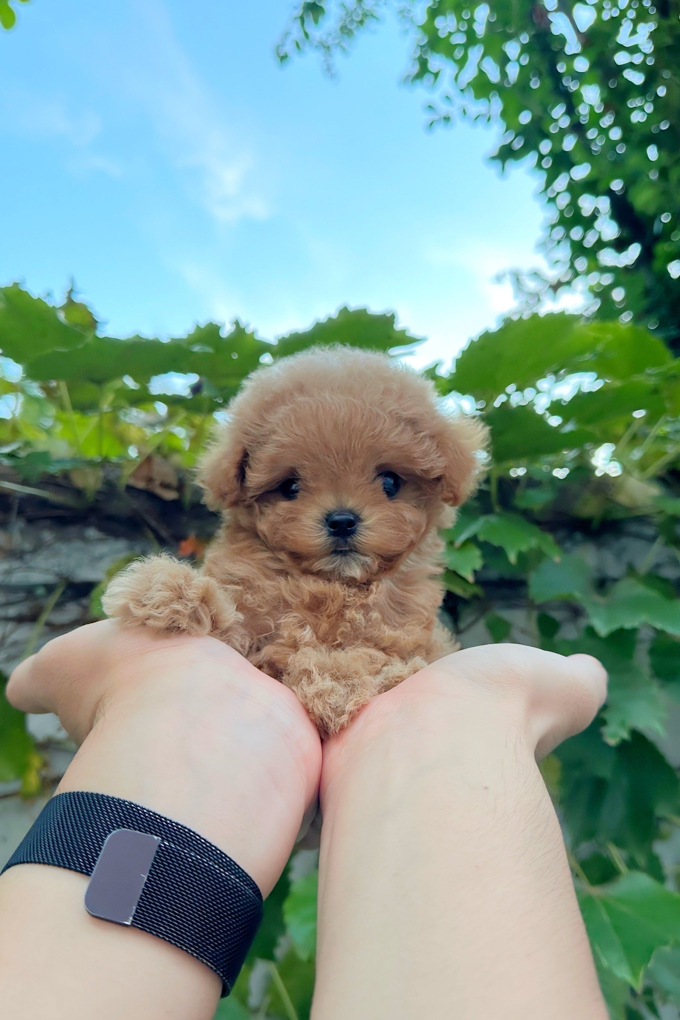 LEO - MALE (MALTIPOO)