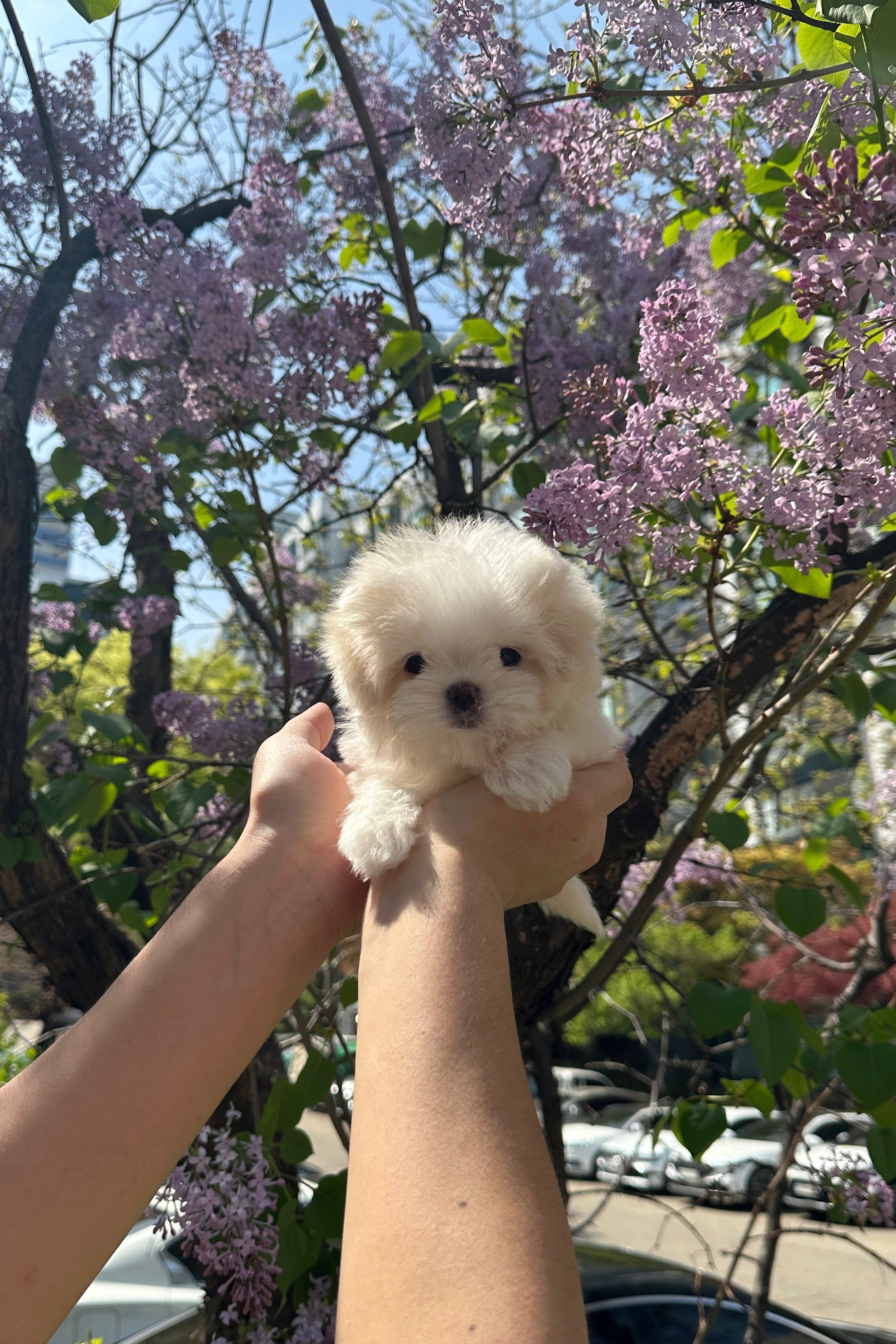 MOMO - MALE (MALTESE)