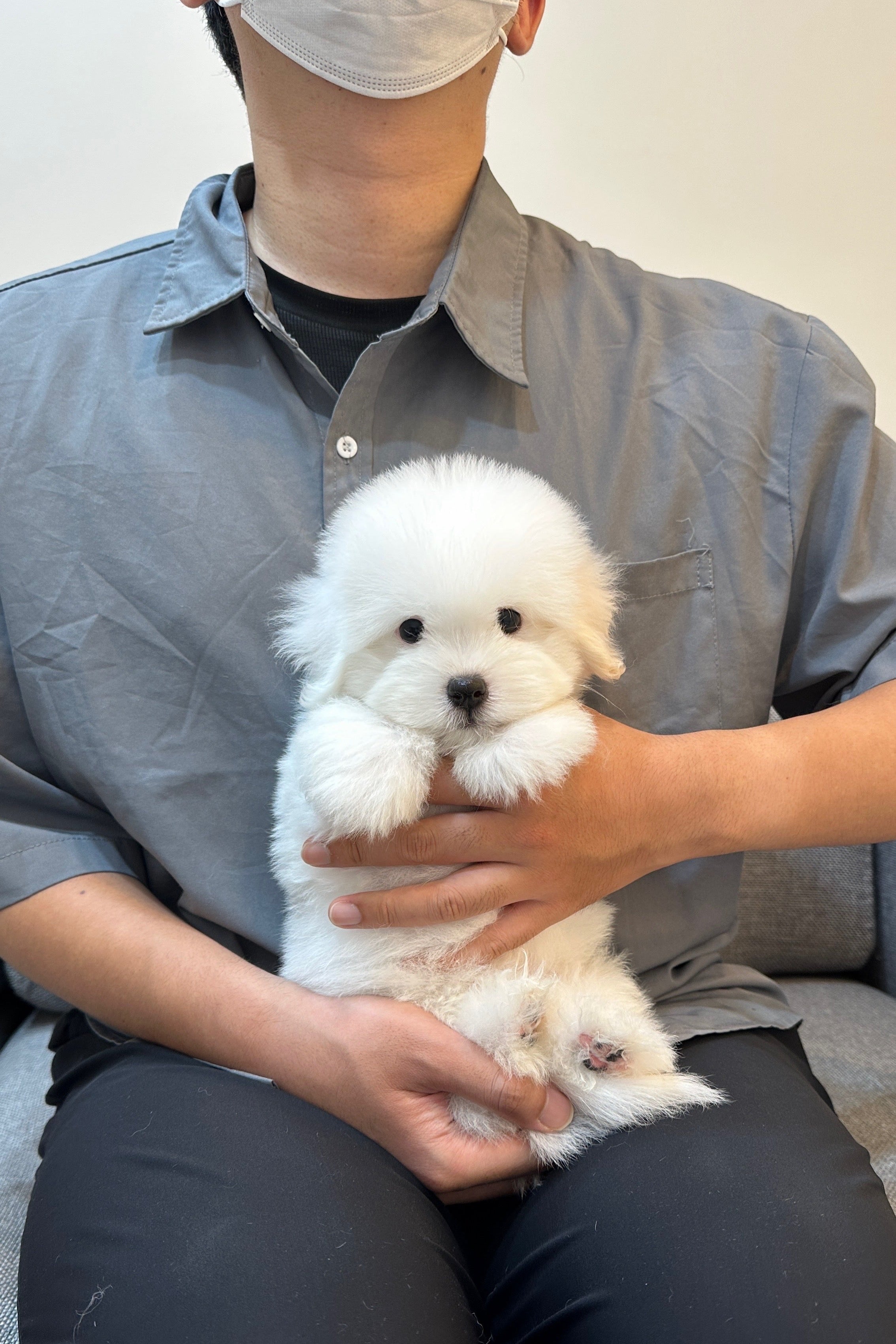 HENRY - MALE (COTON DE TULEAR)