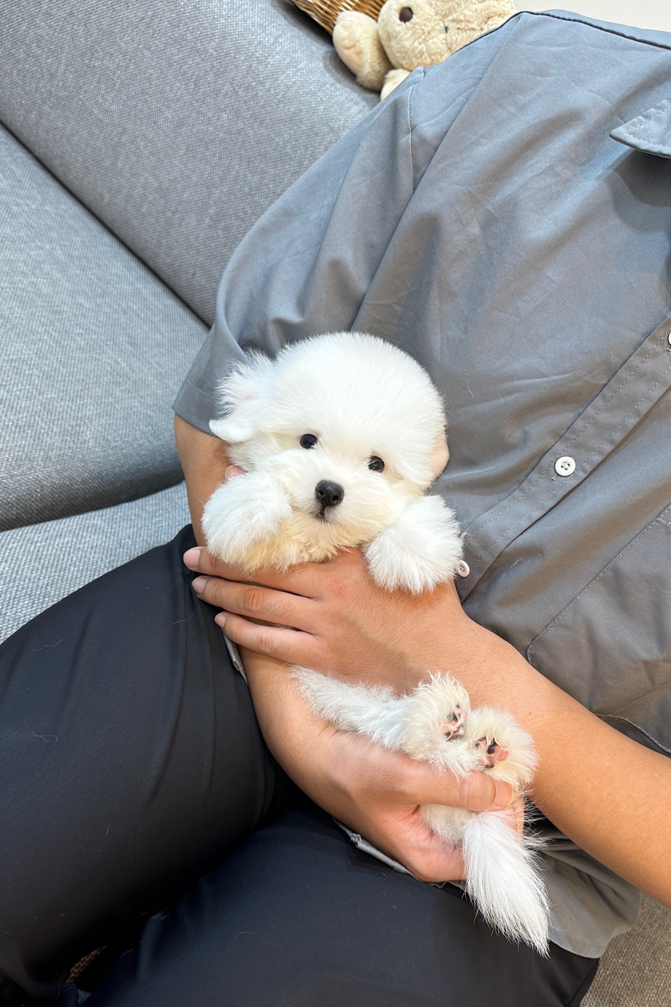 HENRY - MALE (COTON DE TULEAR)